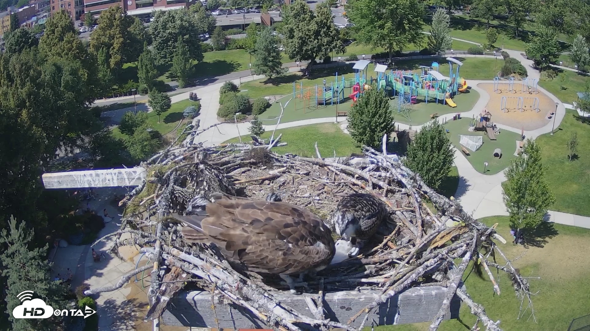 Snapshot of Coeur d'Alene South - Osprey Nest taken Jul 8, 2025, 3:08pm PDT