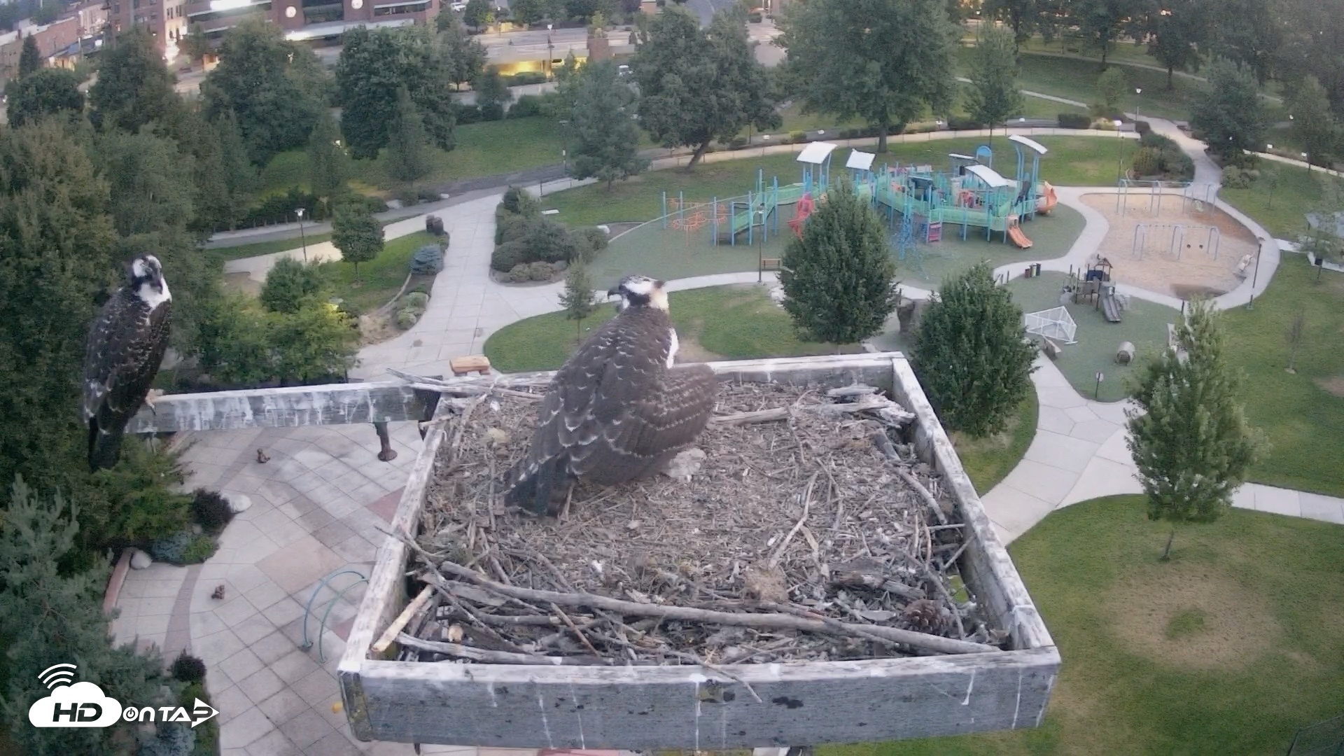 Snapshot of Coeur d'Alene Idaho Osprey Nest Live Cam taken Aug 19, 2026, 5:28am PDT