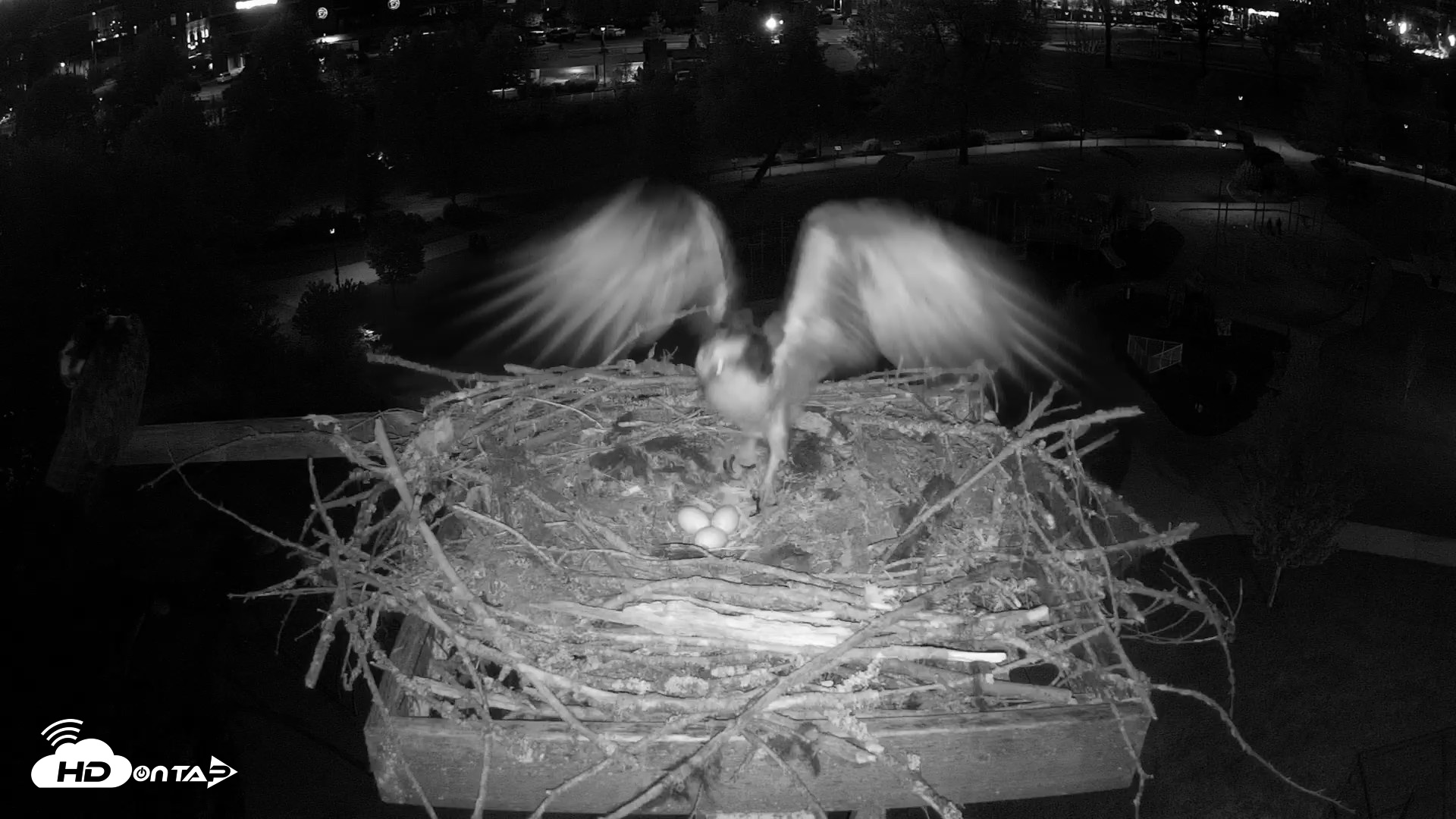 Snapshot of Coeur d'Alene Idaho Osprey Nest Live Cam taken May 5, 2026, 8:50pm PDT