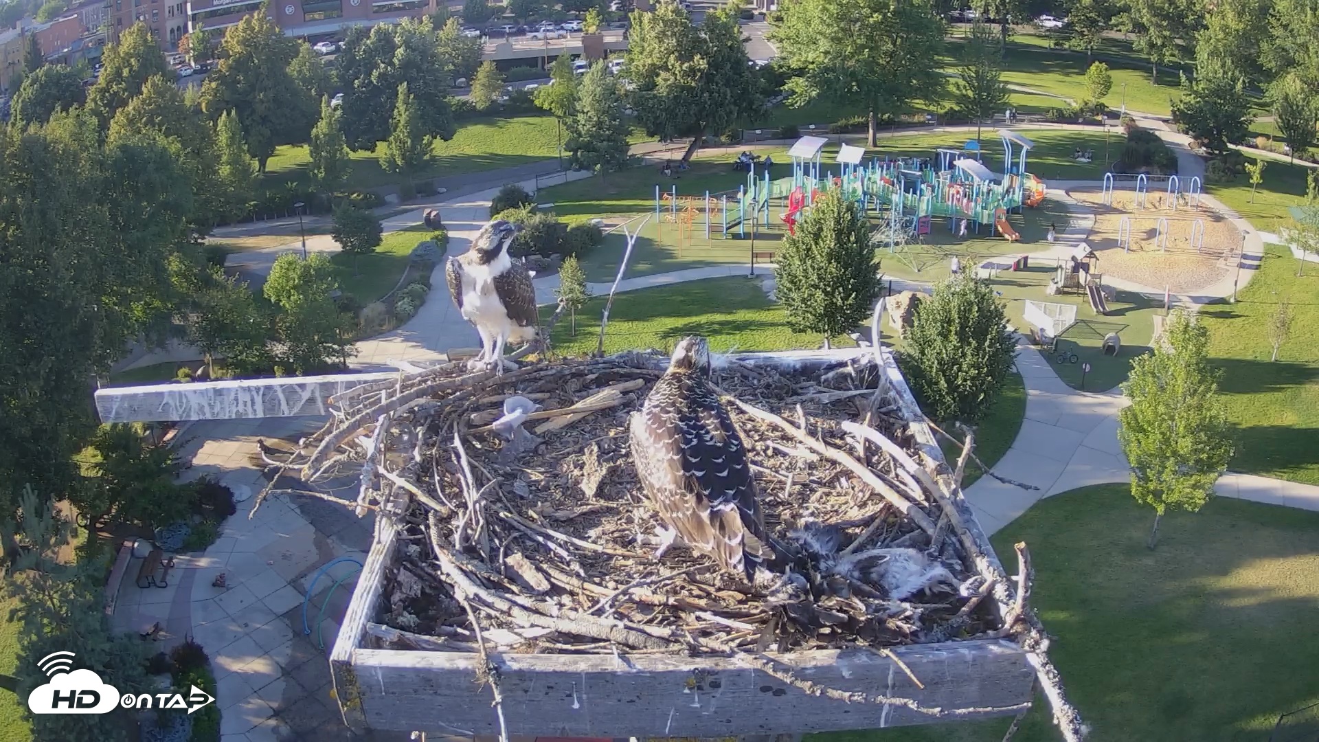 Snapshot of Coeur d'Alene South - Osprey Nest taken Jul 26, 2025, 6:48pm PDT