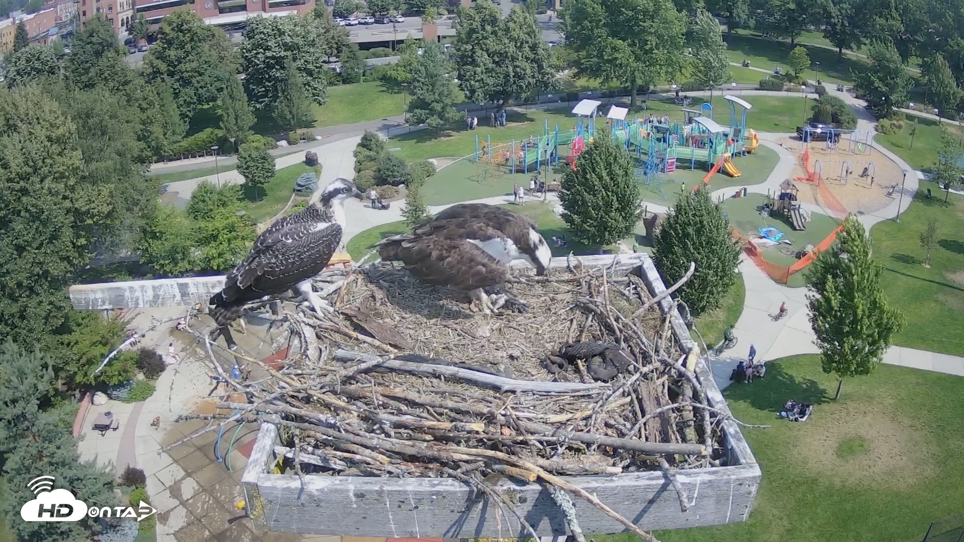 Snapshot of Coeur d'Alene Idaho Osprey Nest Live Cam taken Jul 28, 2026, 11:00am PDT