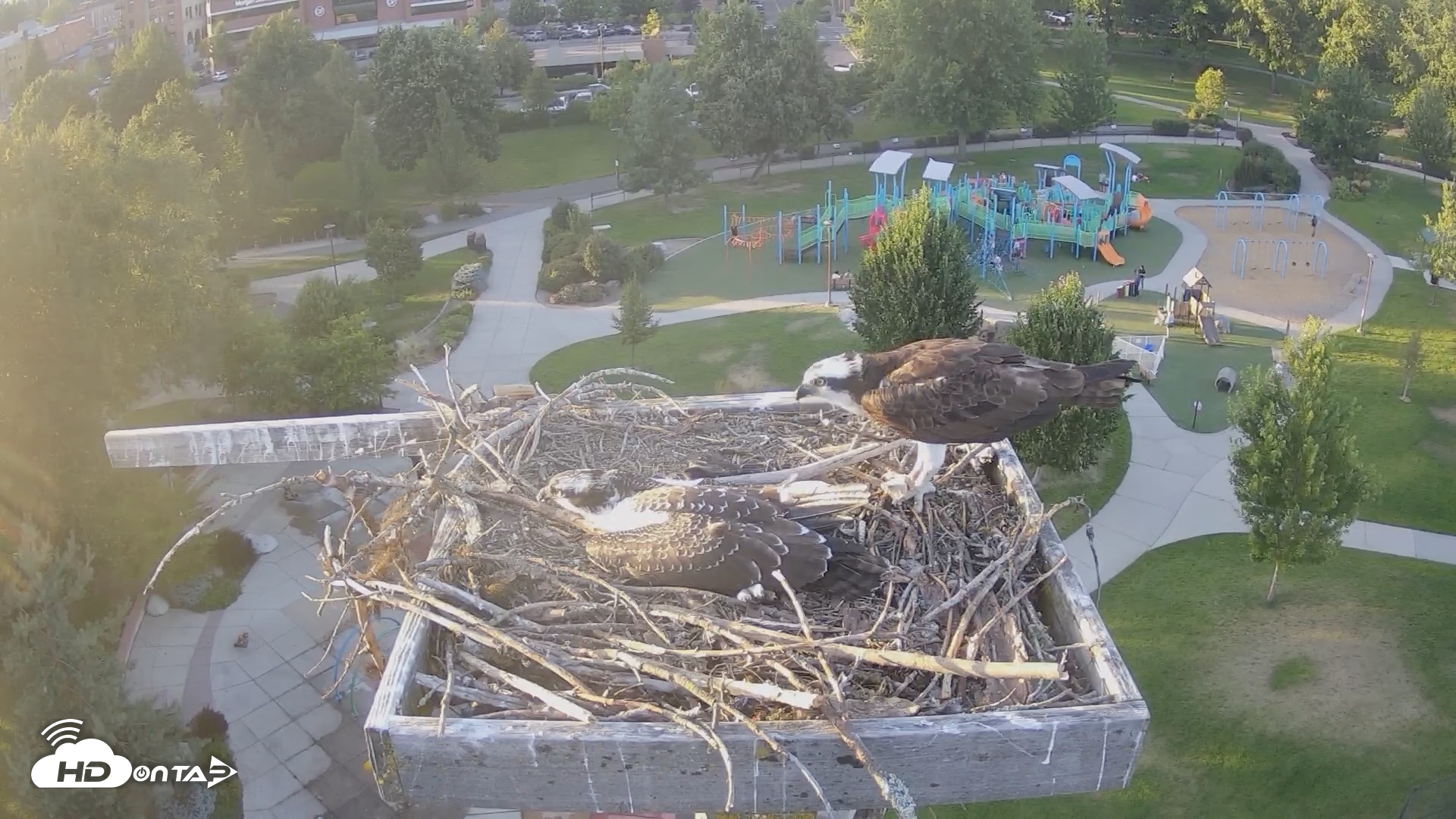 Snapshot of Coeur d'Alene Idaho Osprey Nest Live Cam taken Aug 1, 2026, 7:36pm PDT