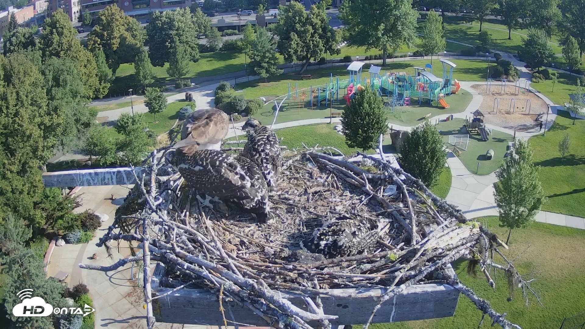 Snapshot of Coeur d'Alene South - Osprey Nest taken Jul 11, 2025, 8:05am PDT
