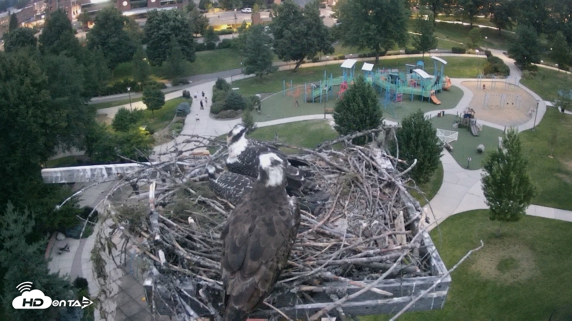 Snapshot of Coeur d'Alene Idaho Osprey Nest Live Cam taken Jul 20, 2026, 8:55pm PDT