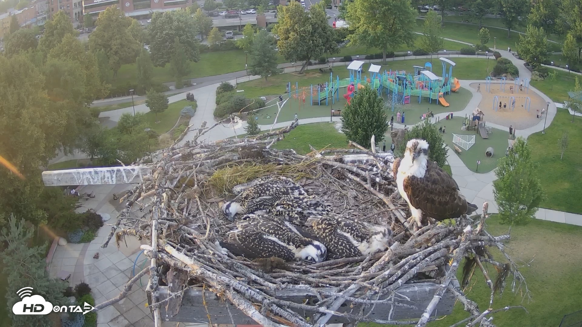 Snapshot of Coeur d'Alene South - Osprey Nest taken Jul 5, 2025, 8:11pm PDT