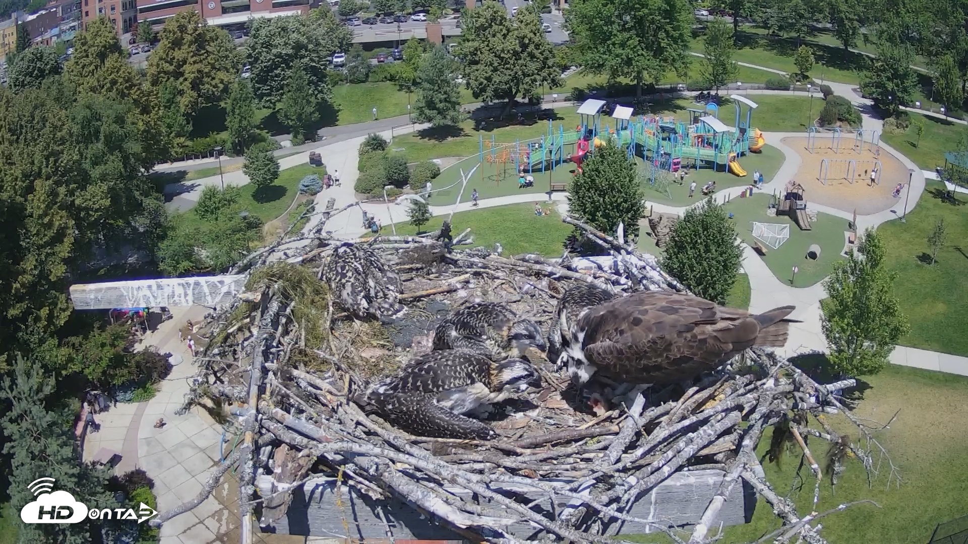 Snapshot of Coeur d'Alene South - Osprey Nest taken Jul 6, 2025, 1:04pm PDT