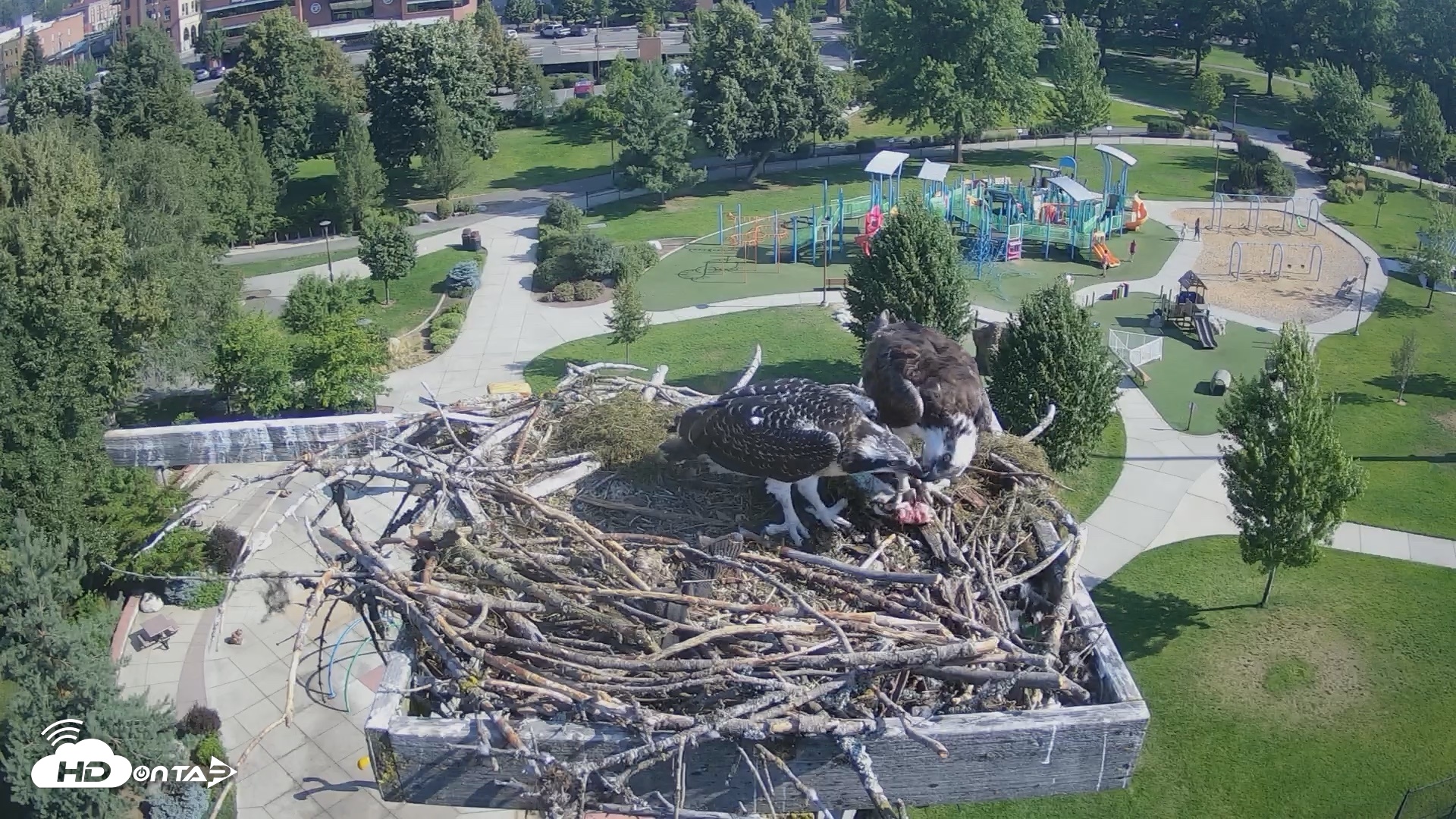 Snapshot of Coeur d'Alene Idaho Osprey Nest Live Cam taken Jul 24, 2026, 9:08am PDT