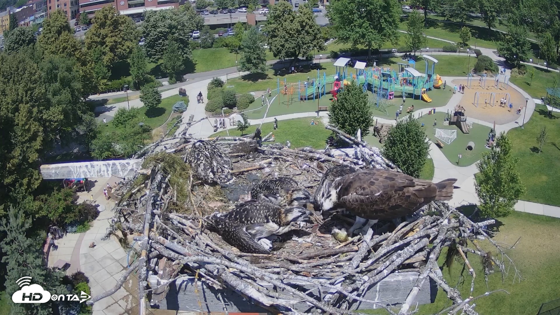 Snapshot of Coeur d'Alene South - Osprey Nest taken Jul 6, 2025, 1:03pm PDT