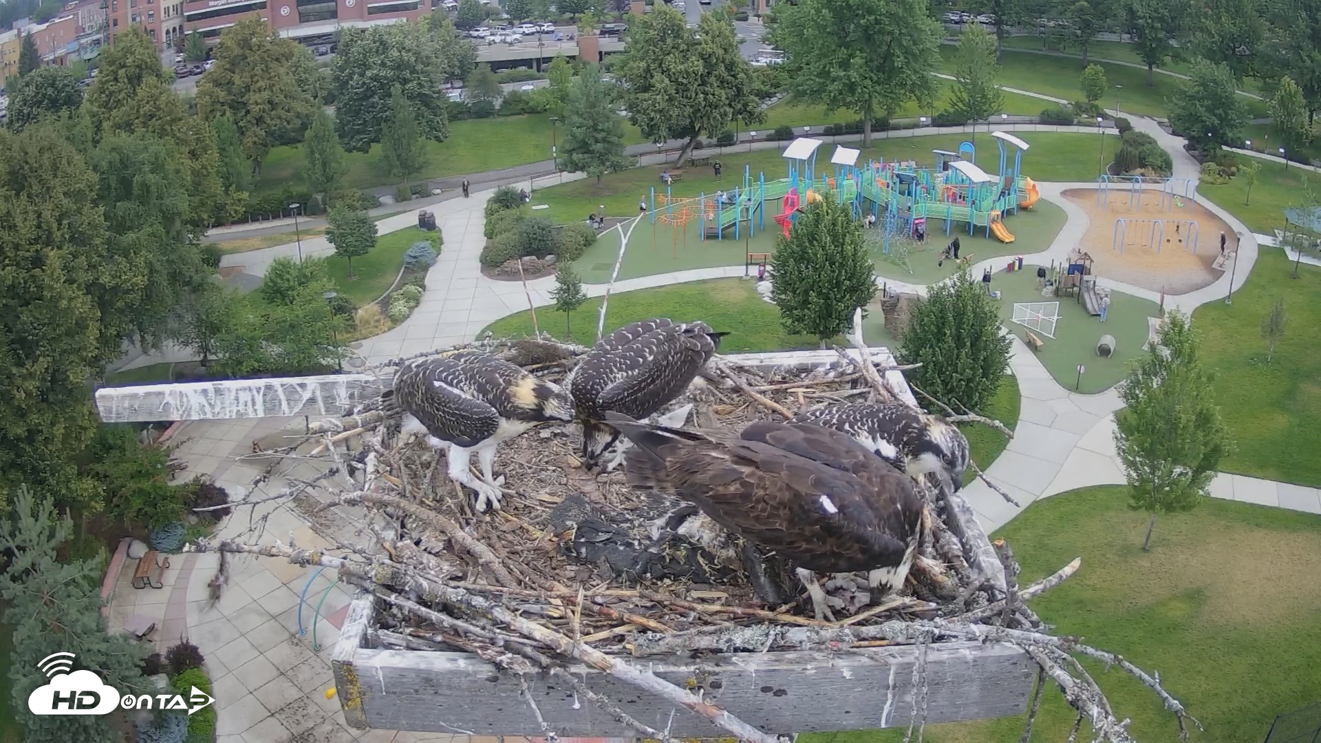 Snapshot of Coeur d'Alene South - Osprey Nest taken Jul 22, 2025, 10:33am PDT