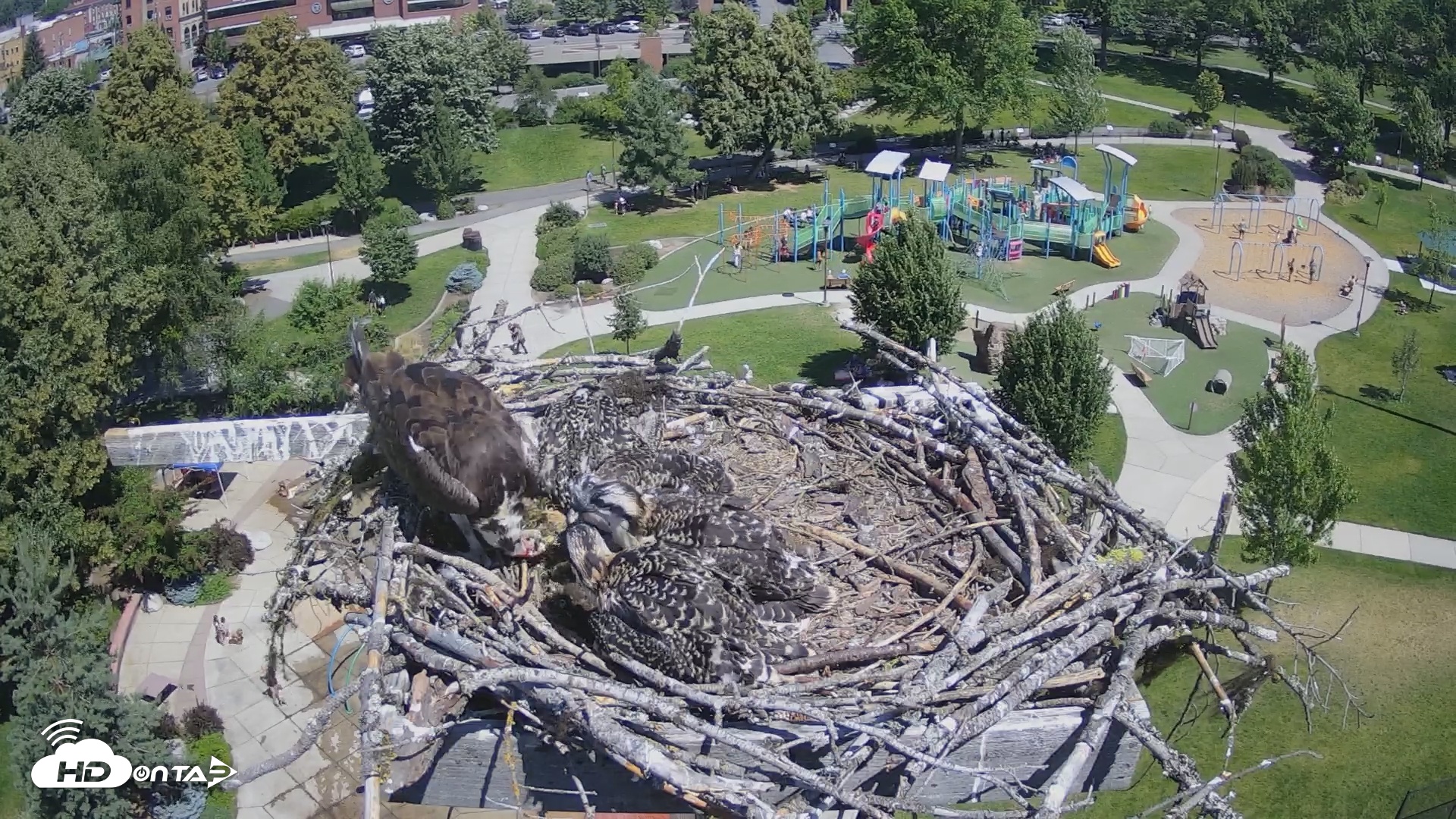 Snapshot of Coeur d'Alene South - Osprey Nest taken Jul 6, 2025, 11:31am PDT