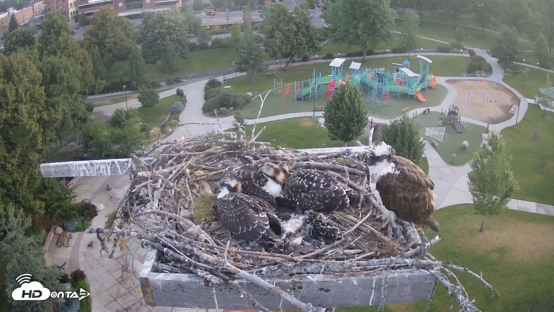 Snapshot of Coeur d'Alene South - Osprey Nest taken Jul 16, 2025, 5:00am PDT