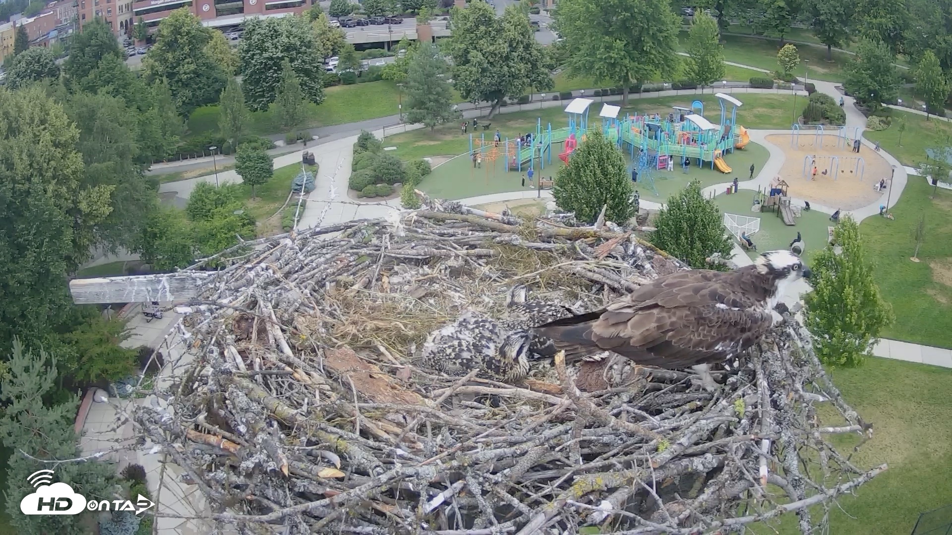 Snapshot of Coeur d'Alene Idaho Osprey Nest Live Cam taken Jun 28, 2026, 3:03pm PDT