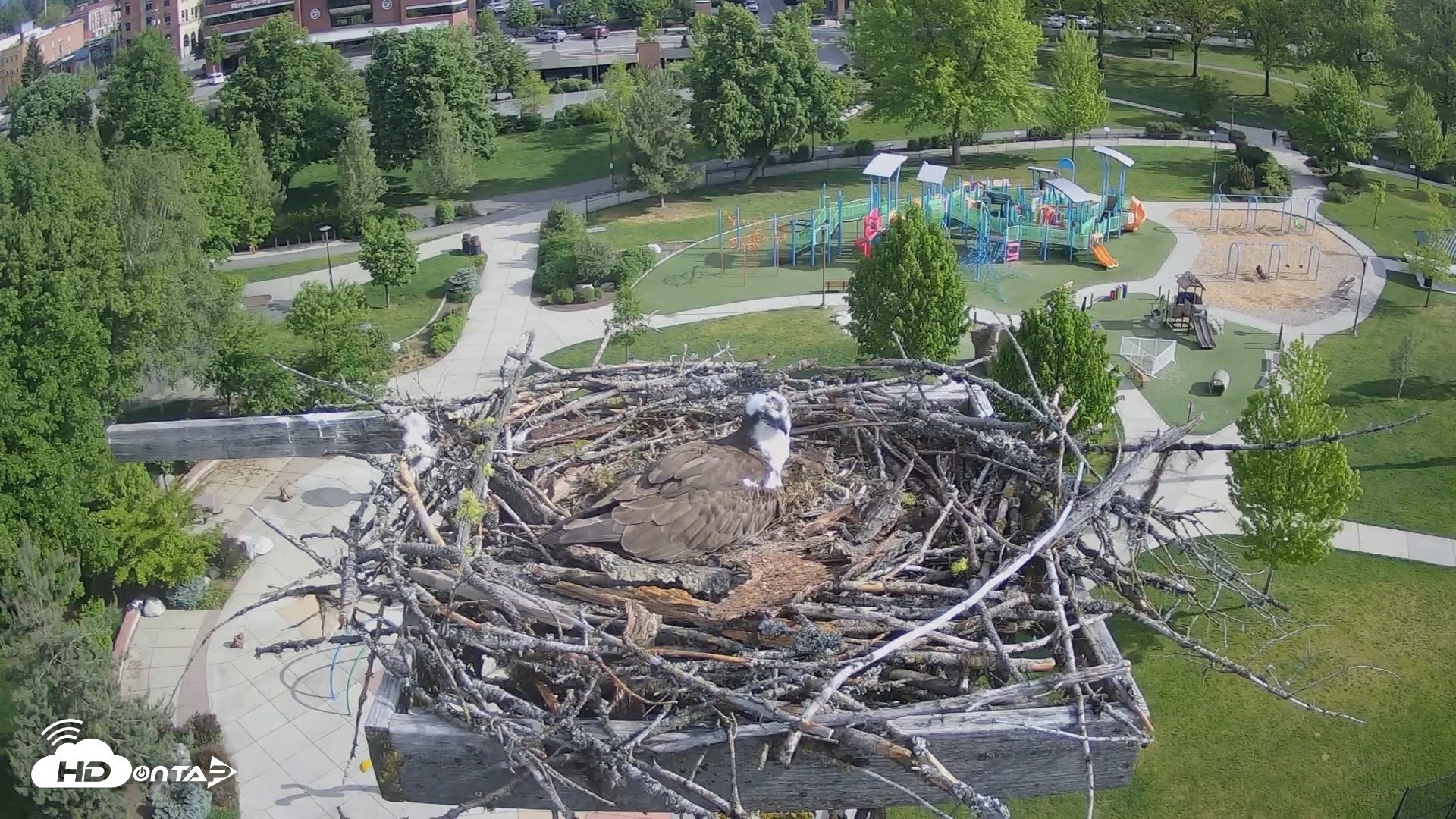 Snapshot of Coeur d'Alene Idaho Osprey Nest Live Cam taken May 15, 2026, 8:28am PDT
