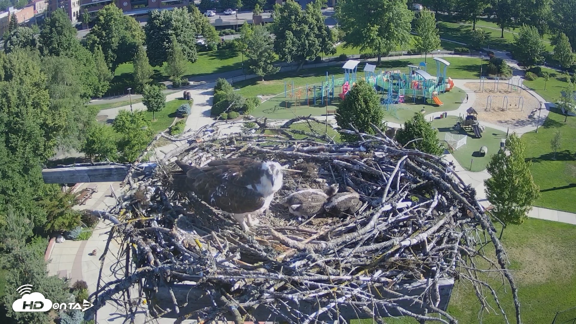 Snapshot of Coeur d'Alene Idaho Osprey Nest Live Cam taken Jun 15, 2026, 8:16am PDT