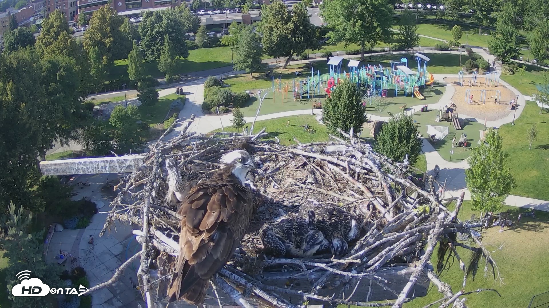 Snapshot of Coeur d'Alene South - Osprey Nest taken Jul 5, 2025, 5:23pm PDT