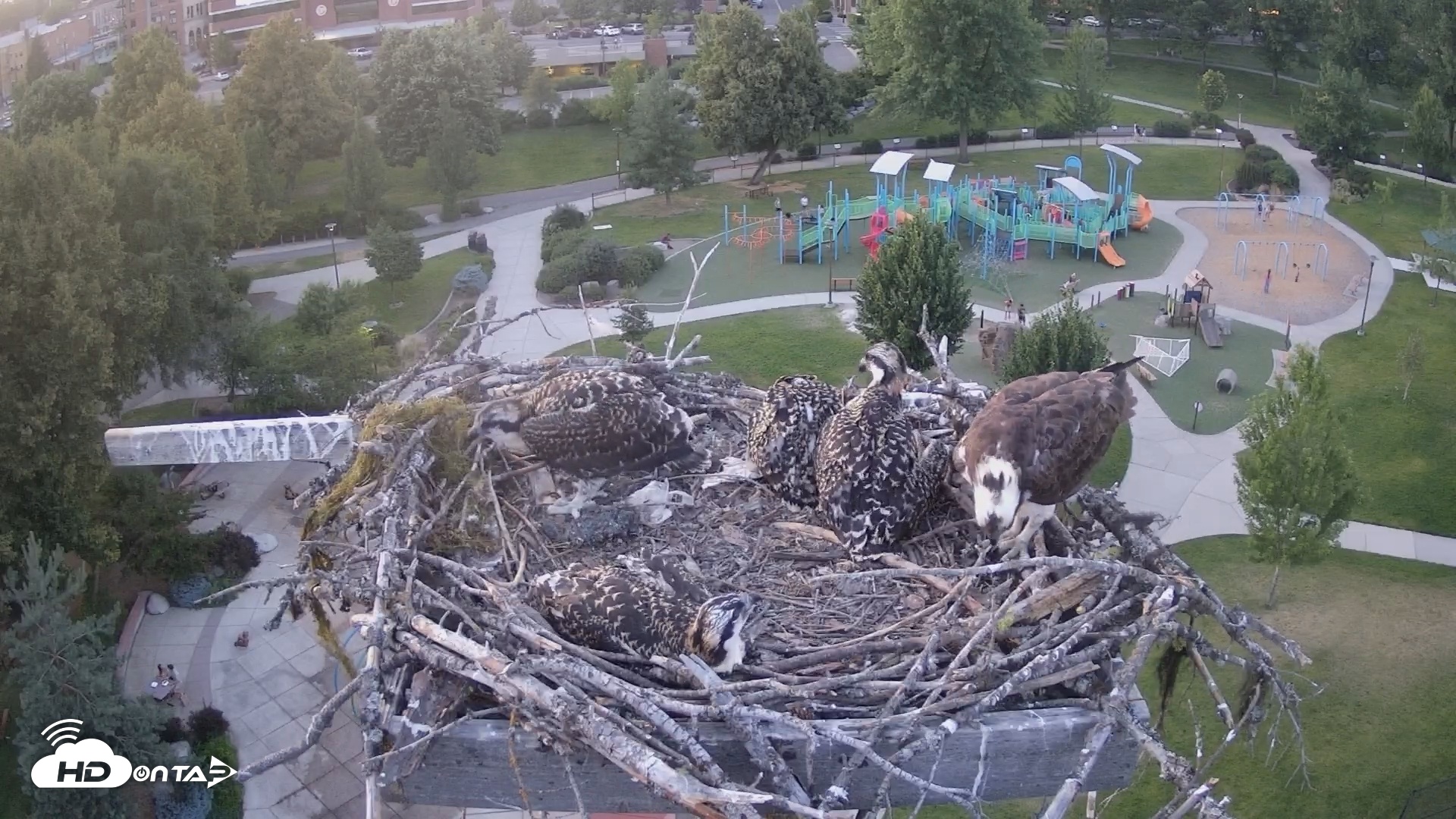 Snapshot of Coeur d'Alene South - Osprey Nest taken Jul 6, 2025, 8:54pm PDT