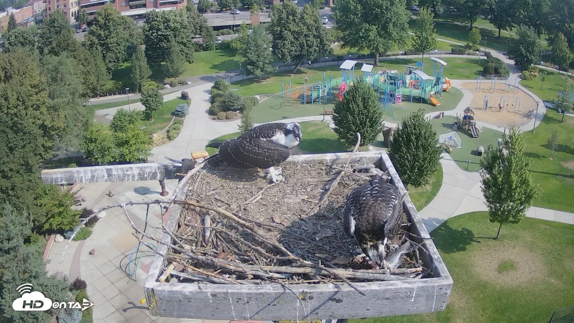 Snapshot of Coeur d'Alene Idaho Osprey Nest Live Cam taken Aug 13, 2026, 9:50am PDT