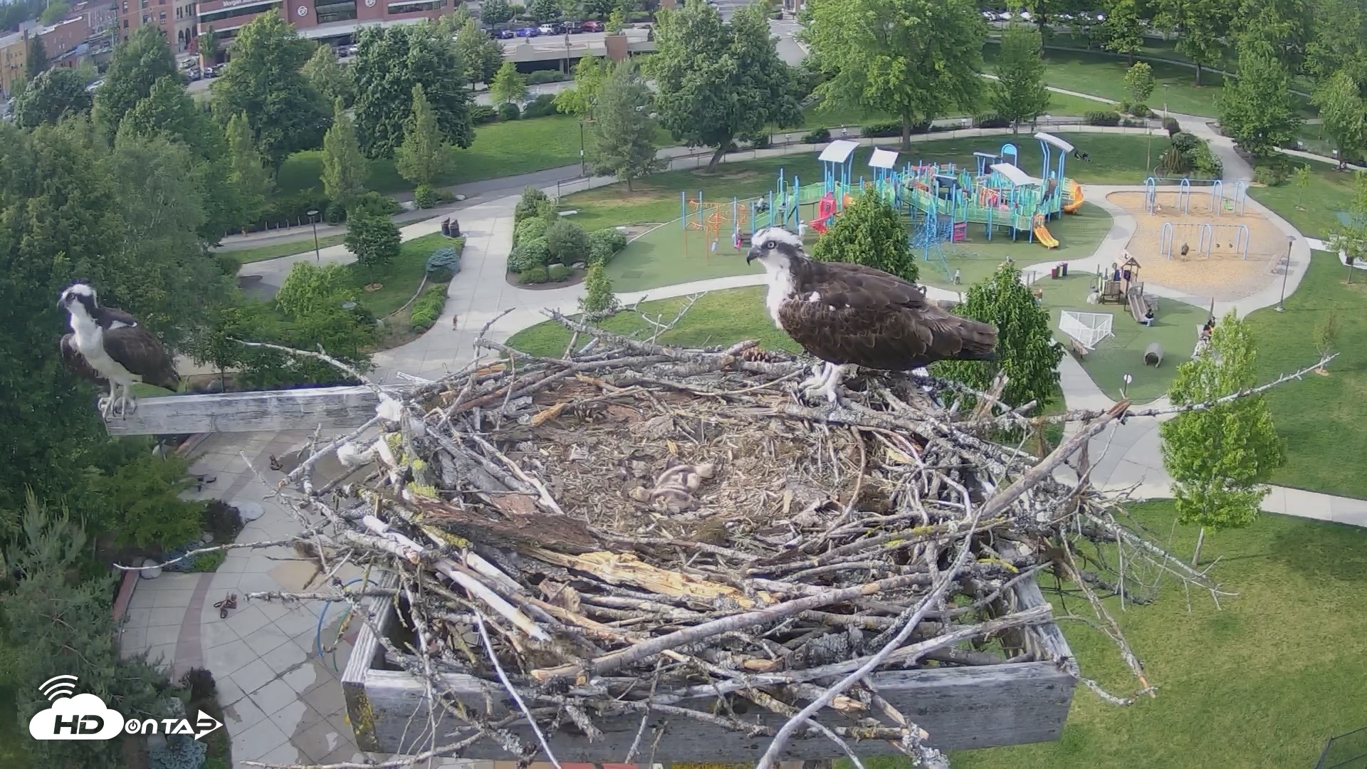 Snapshot of Coeur d'Alene Idaho Osprey Nest Live Cam taken May 29, 2026, 5:47pm PDT