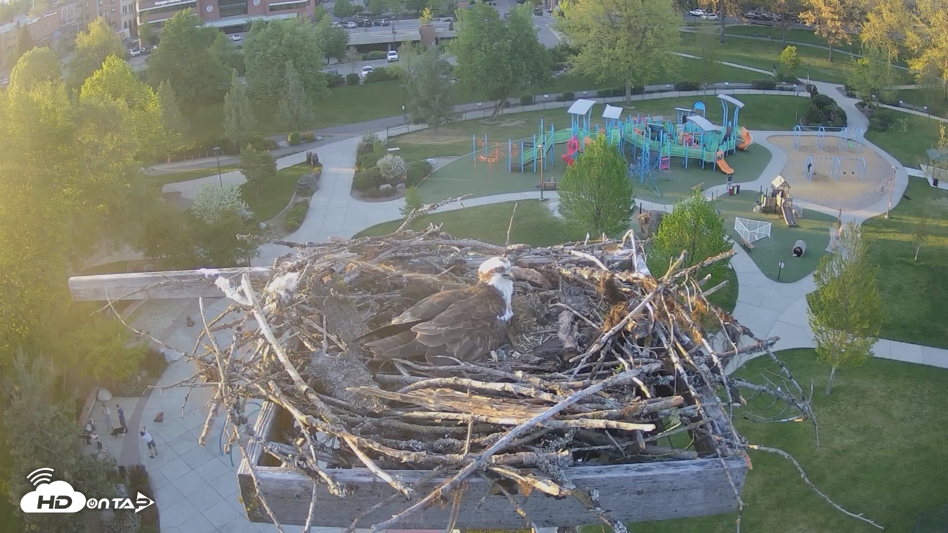Snapshot of Coeur d'Alene Idaho Osprey Nest Live Cam taken May 4, 2026, 7:32pm PDT