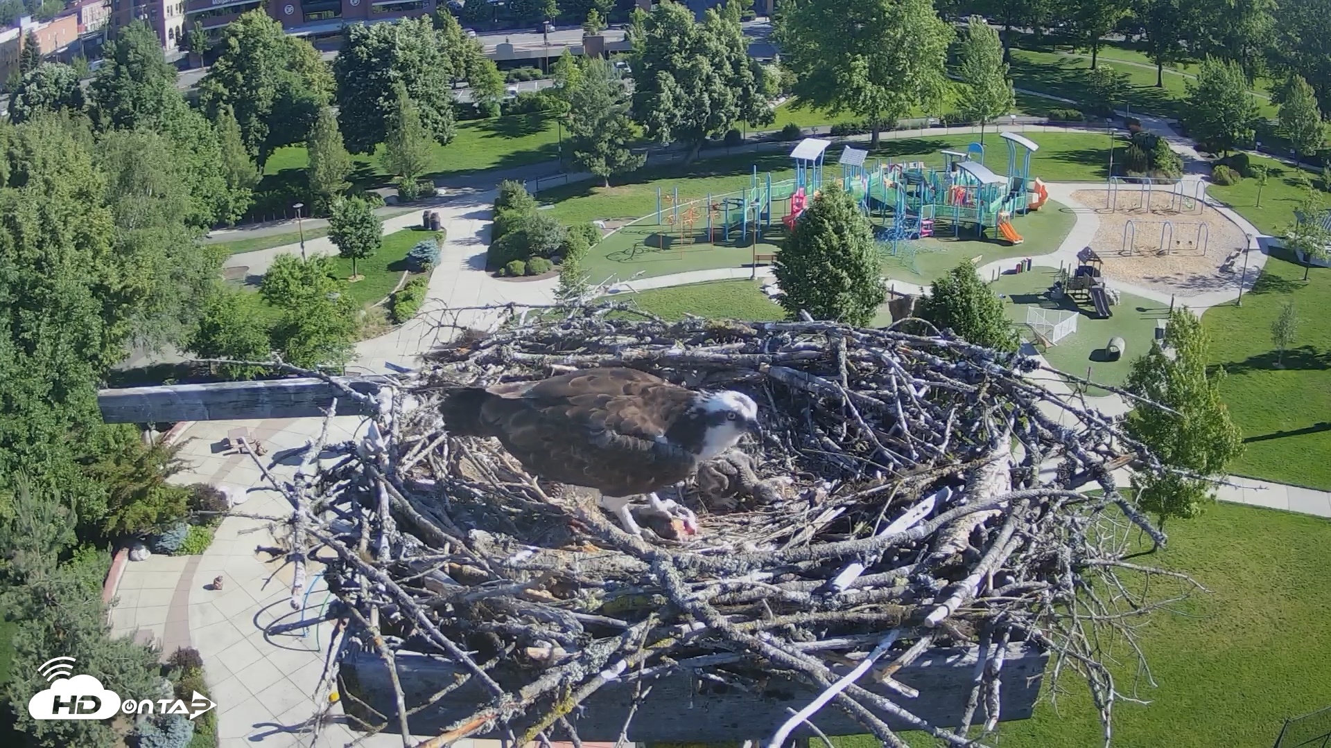 Snapshot of Coeur d'Alene Idaho Osprey Nest Live Cam taken Jun 12, 2026, 8:15am PDT