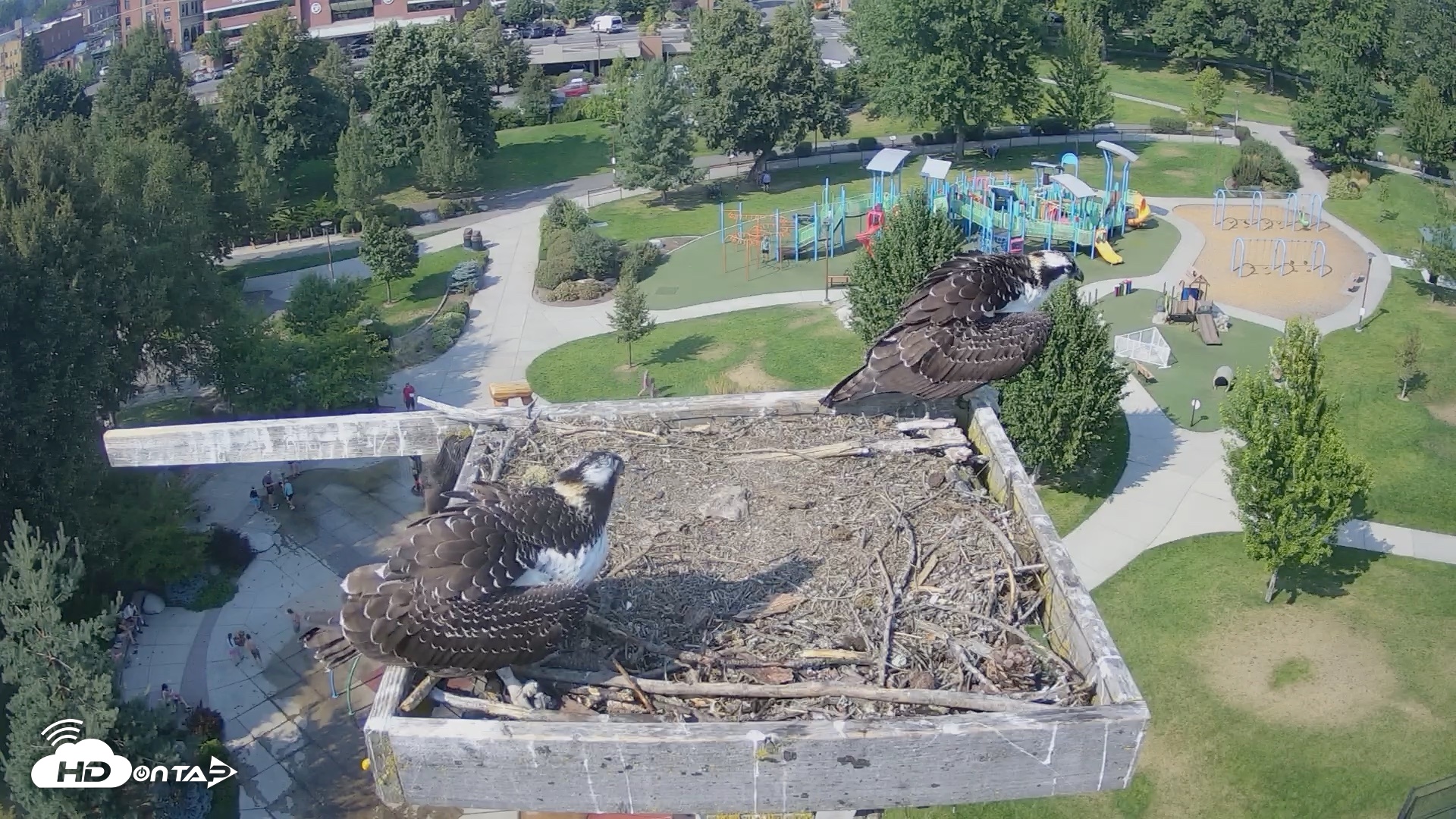 Snapshot of Coeur d'Alene Idaho Osprey Nest Live Cam taken Aug 20, 2026, 3:27pm PDT