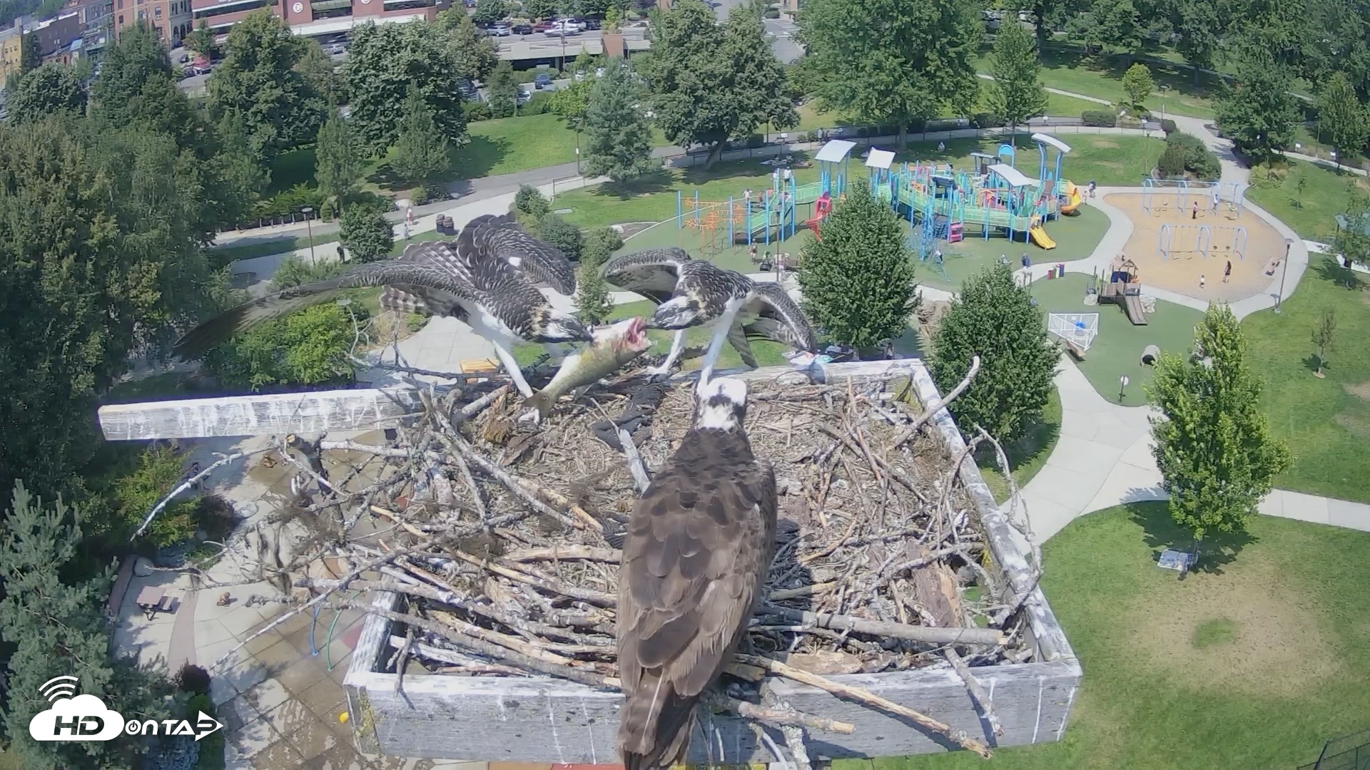 Snapshot of Coeur d'Alene Idaho Osprey Nest Live Cam taken Jul 30, 2026, 2:03pm PDT