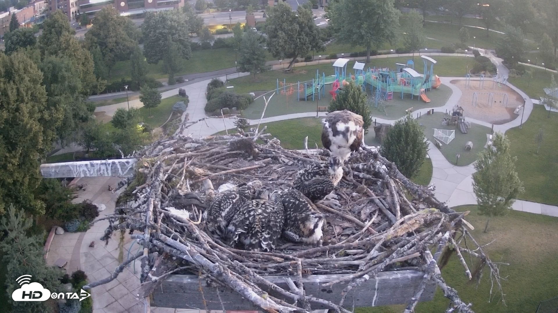 Snapshot of Coeur d'Alene South - Osprey Nest taken Jul 8, 2025, 4:37am PDT