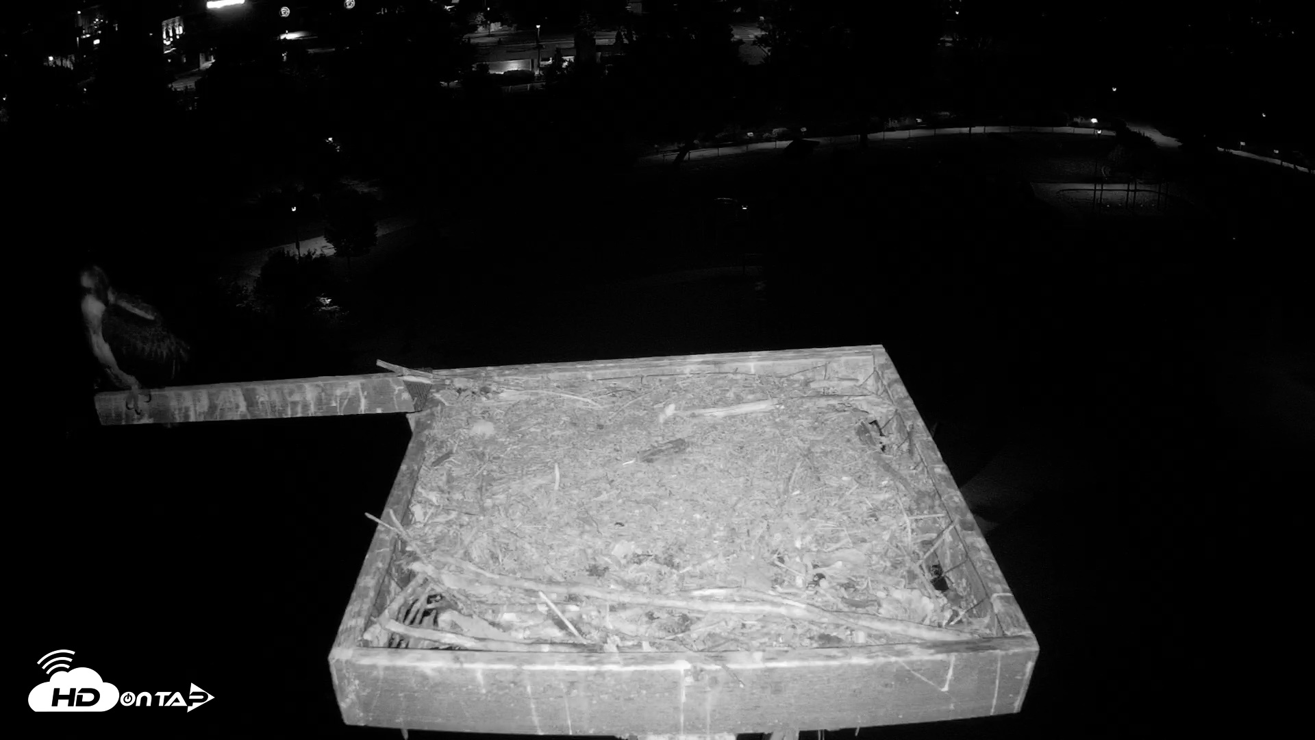 Snapshot of Coeur d'Alene Idaho Osprey Nest Live Cam taken Aug 19, 2026, 4:28am PDT