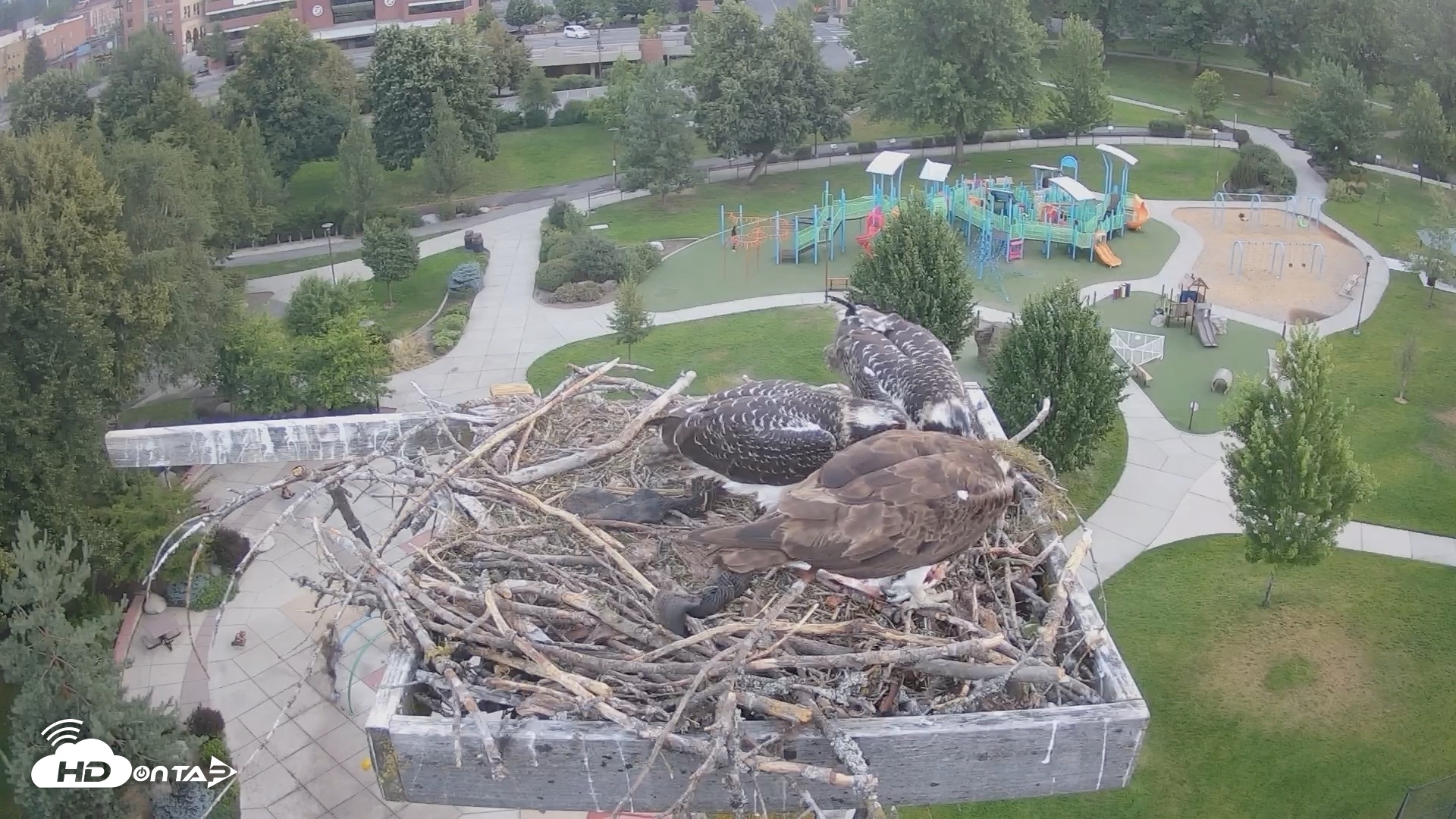 Snapshot of Coeur d'Alene Idaho Osprey Nest Live Cam taken Jul 25, 2026, 5:32am PDT