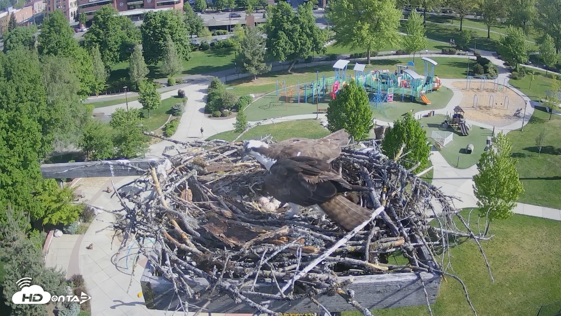 Snapshot of Coeur d'Alene Idaho Osprey Nest Live Cam taken May 12, 2026, 8:50am PDT