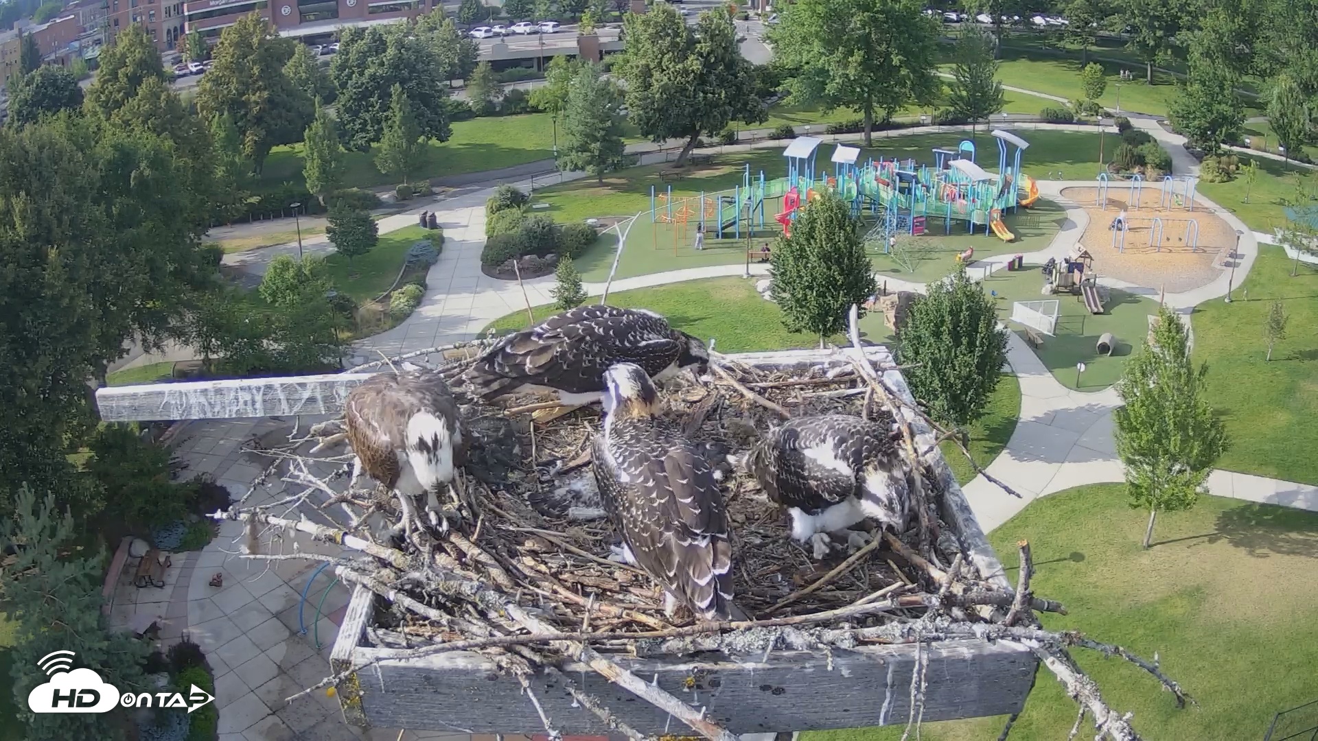 Snapshot of Coeur d'Alene South - Osprey Nest taken Jul 22, 2025, 5:46pm PDT