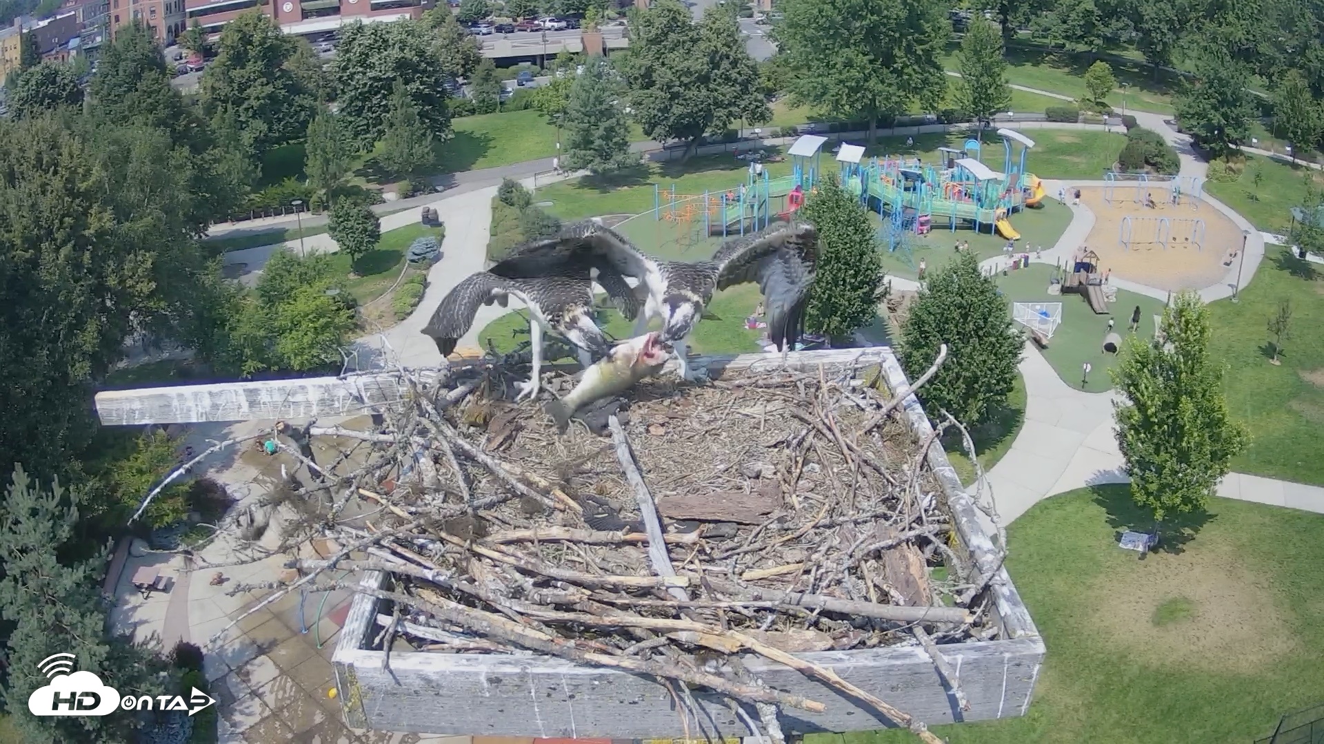 Snapshot of Coeur d'Alene Idaho Osprey Nest Live Cam taken Jul 30, 2026, 2:02pm PDT