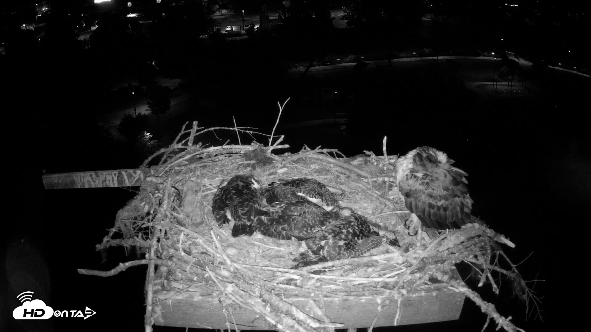 Snapshot of Coeur d'Alene South - Osprey Nest taken Jul 11, 2025, 3:01am PDT