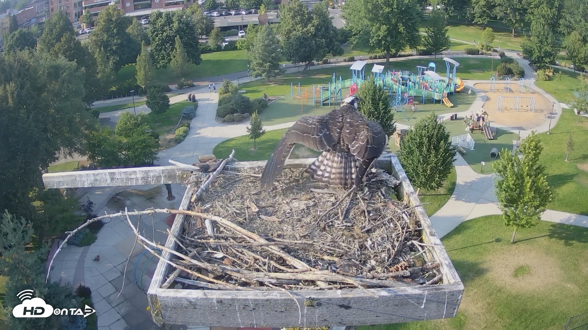 Snapshot of Coeur d'Alene Idaho Osprey Nest Live Cam taken Aug 13, 2026, 5:49pm PDT