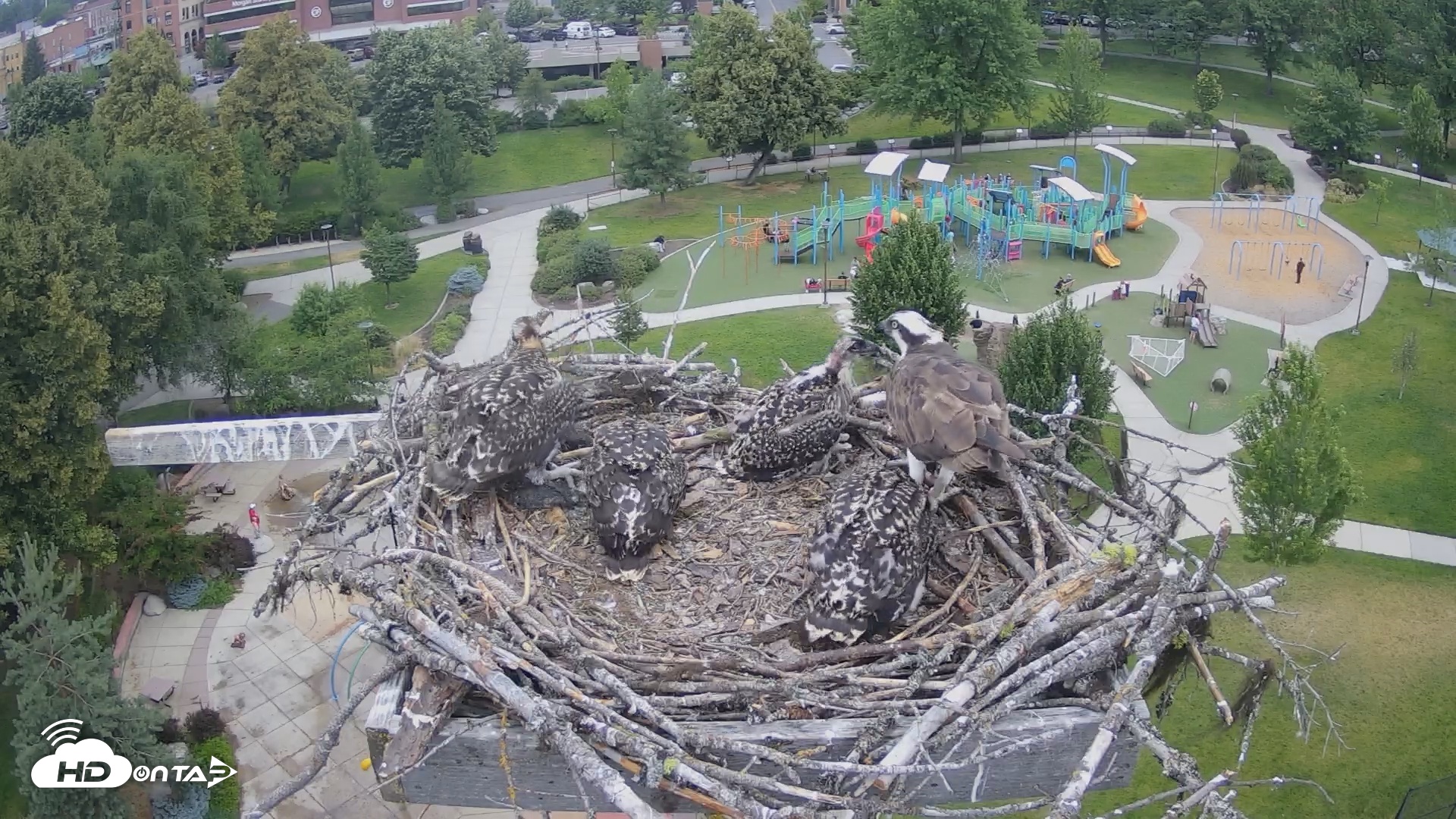 Snapshot of Coeur d'Alene South - Osprey Nest taken Jul 5, 2025, 11:03am PDT