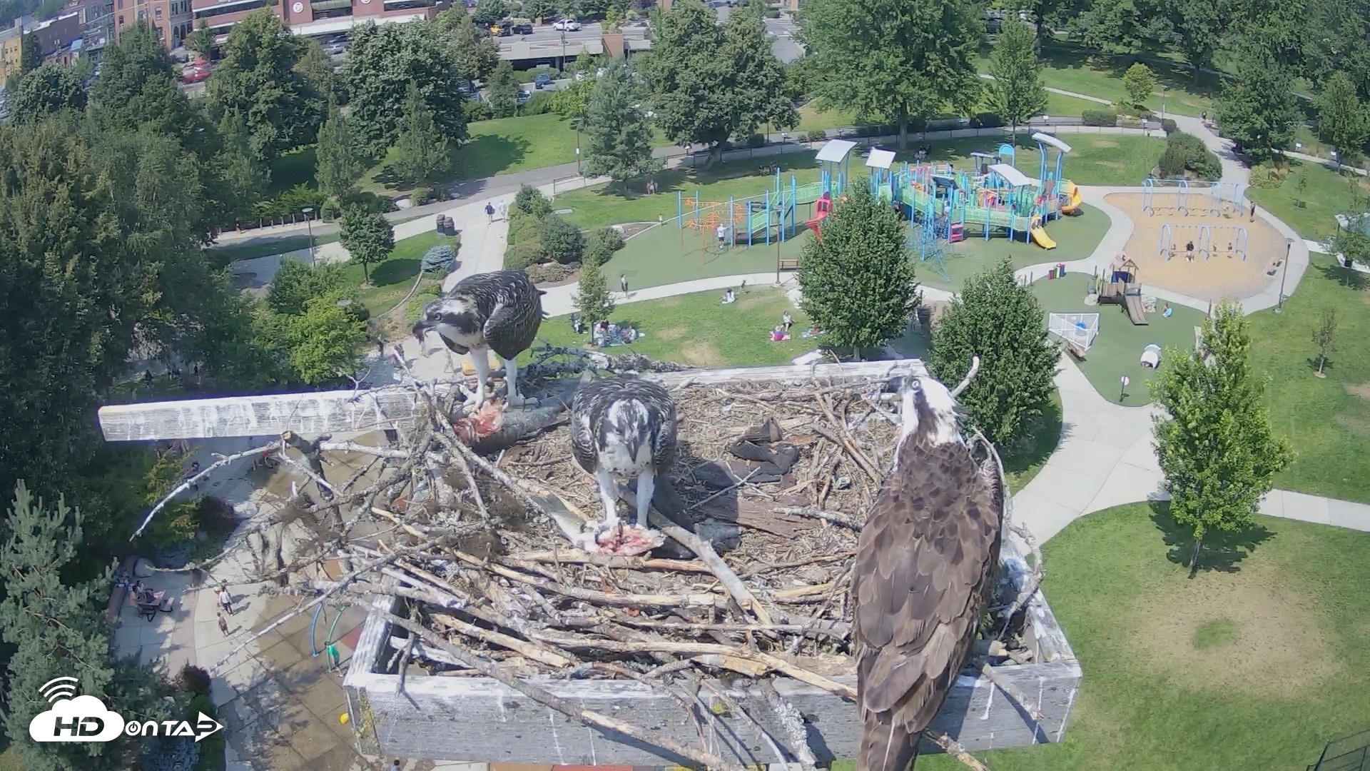 Snapshot of Coeur d'Alene Idaho Osprey Nest Live Cam taken Jul 30, 2026, 2:31pm PDT