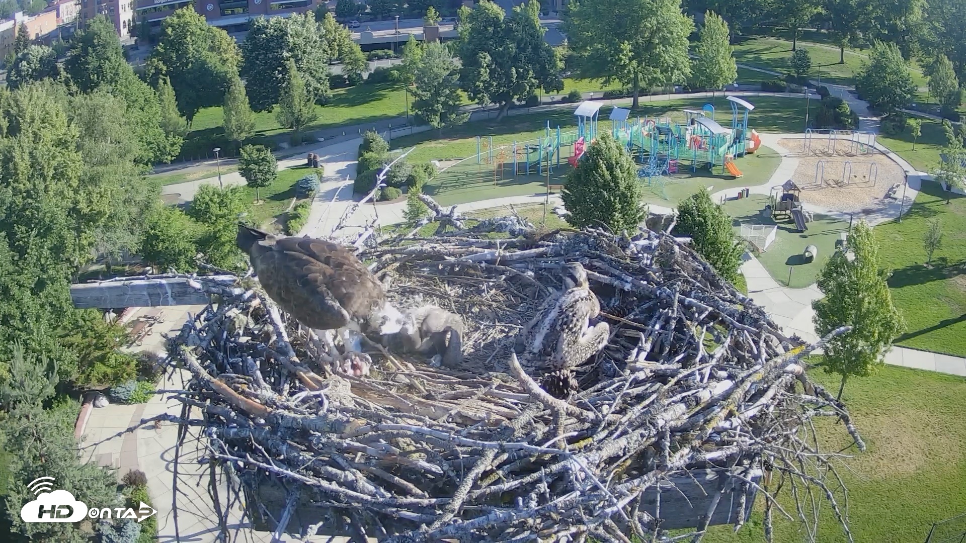 Snapshot of Coeur d'Alene Idaho Osprey Nest Live Cam taken Jun 21, 2026, 7:26am PDT