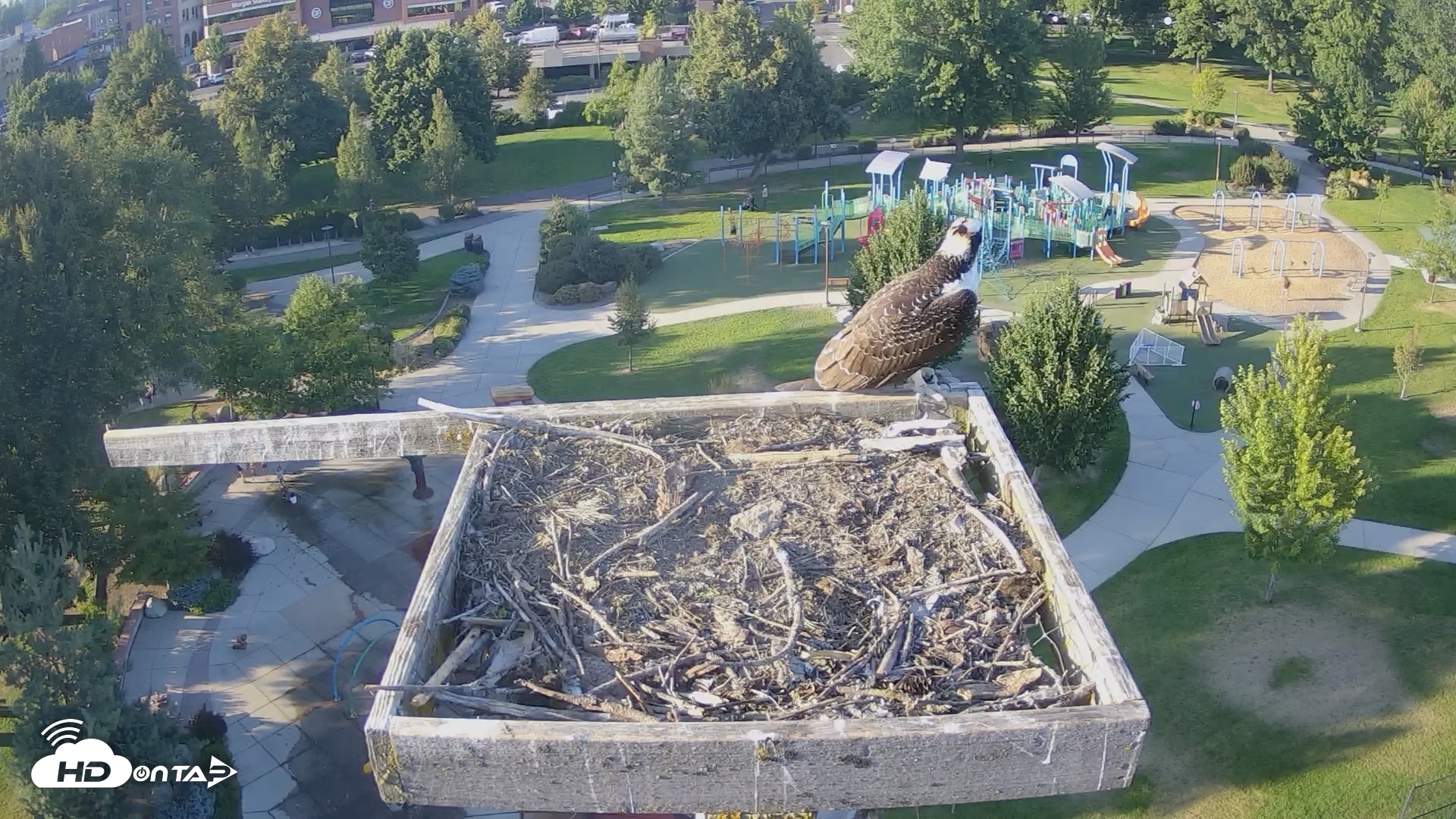 Snapshot of Coeur d'Alene Idaho Osprey Nest Live Cam taken Aug 28, 2026, 6:05pm PDT