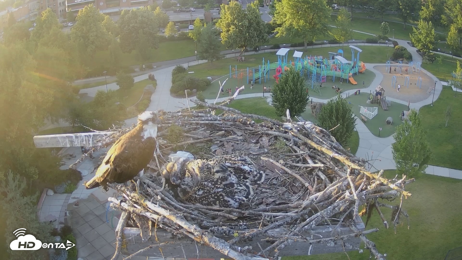 Snapshot of Coeur d'Alene South - Osprey Nest taken Jun 28, 2025, 8:11pm PDT