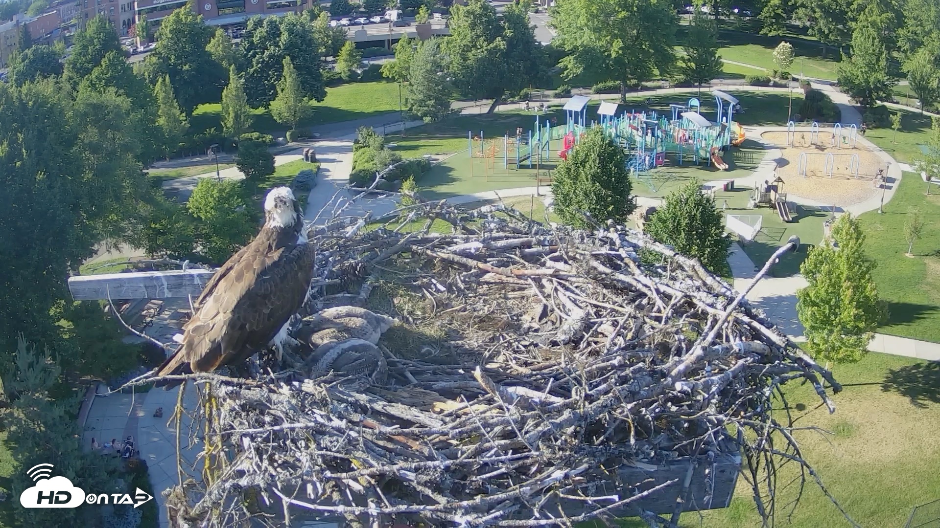 Snapshot of Coeur d'Alene Idaho Osprey Nest Live Cam taken Jun 18, 2026, 6:22pm PDT
