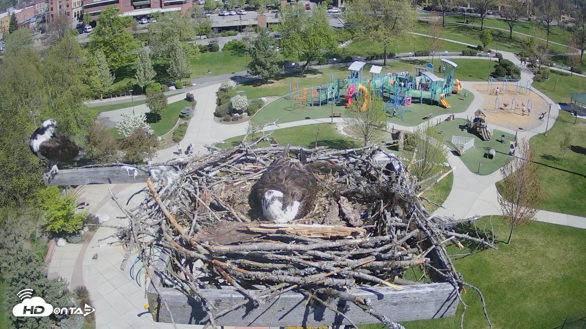 Snapshot of Coeur d'Alene Idaho Osprey Nest Live Cam taken May 1, 2026, 10:46am PDT