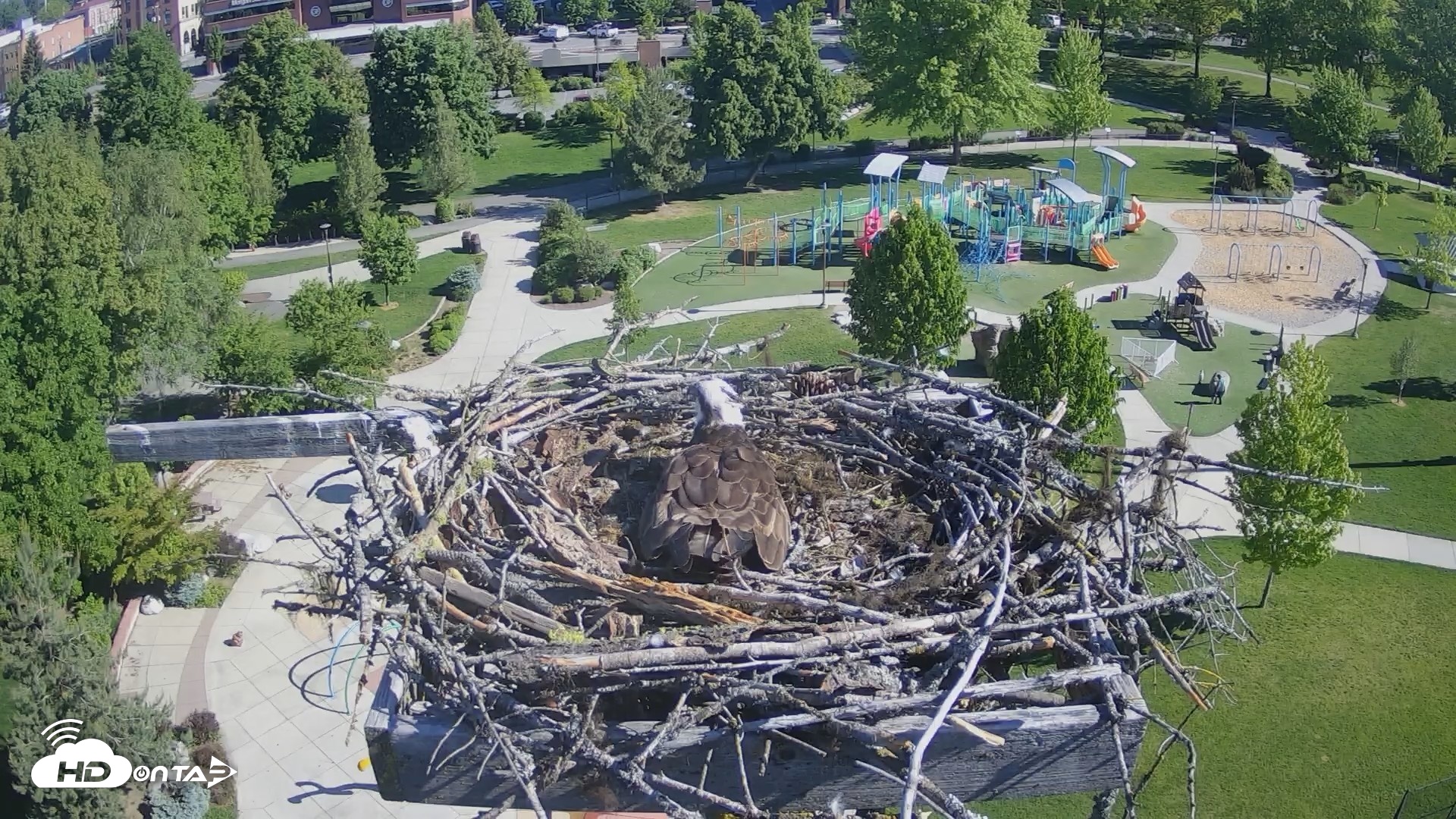 Snapshot of Coeur d'Alene Idaho Osprey Nest Live Cam taken May 21, 2026, 8:46am PDT