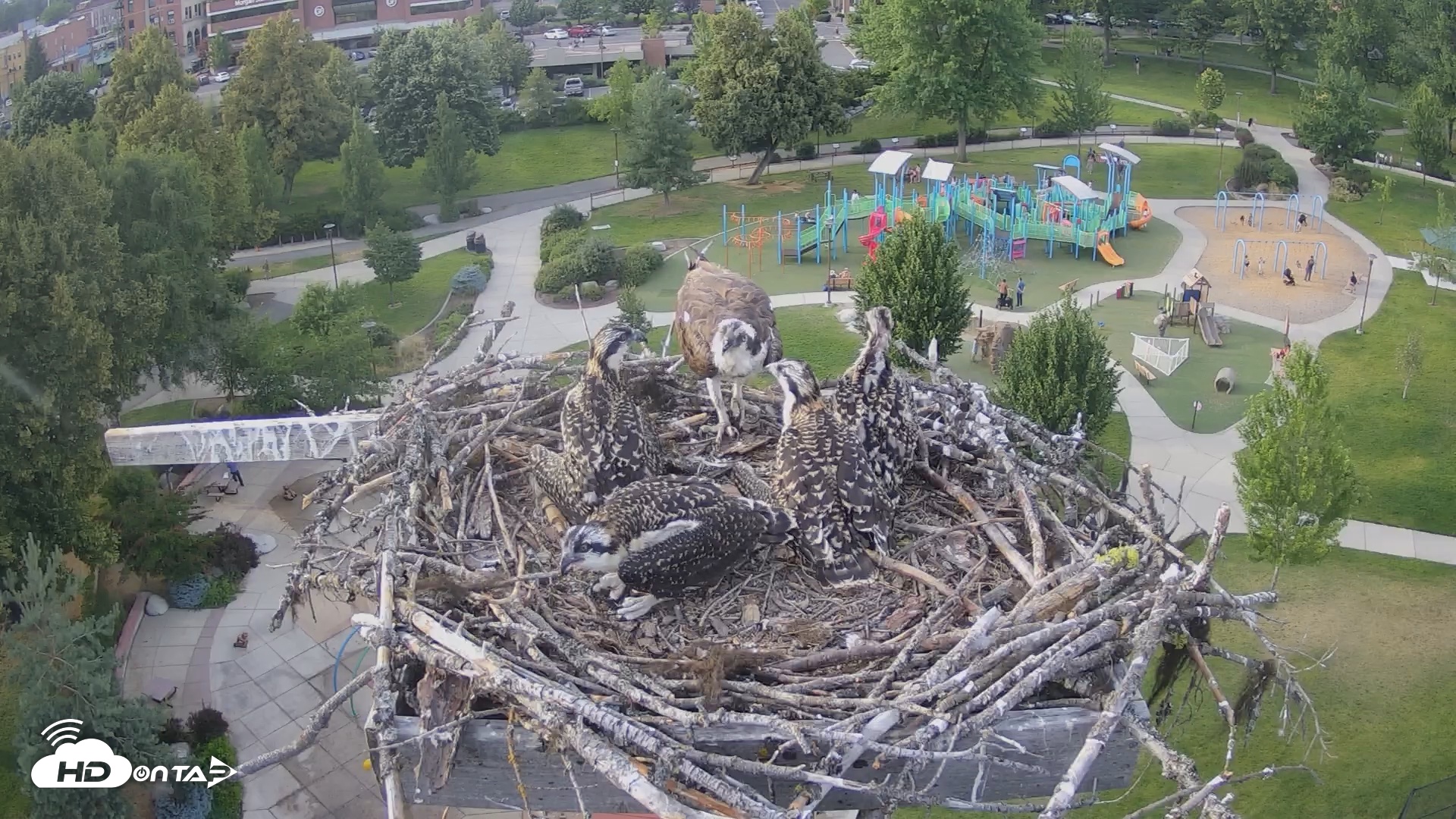 Snapshot of Coeur d'Alene South - Osprey Nest taken Jul 5, 2025, 7:03pm PDT