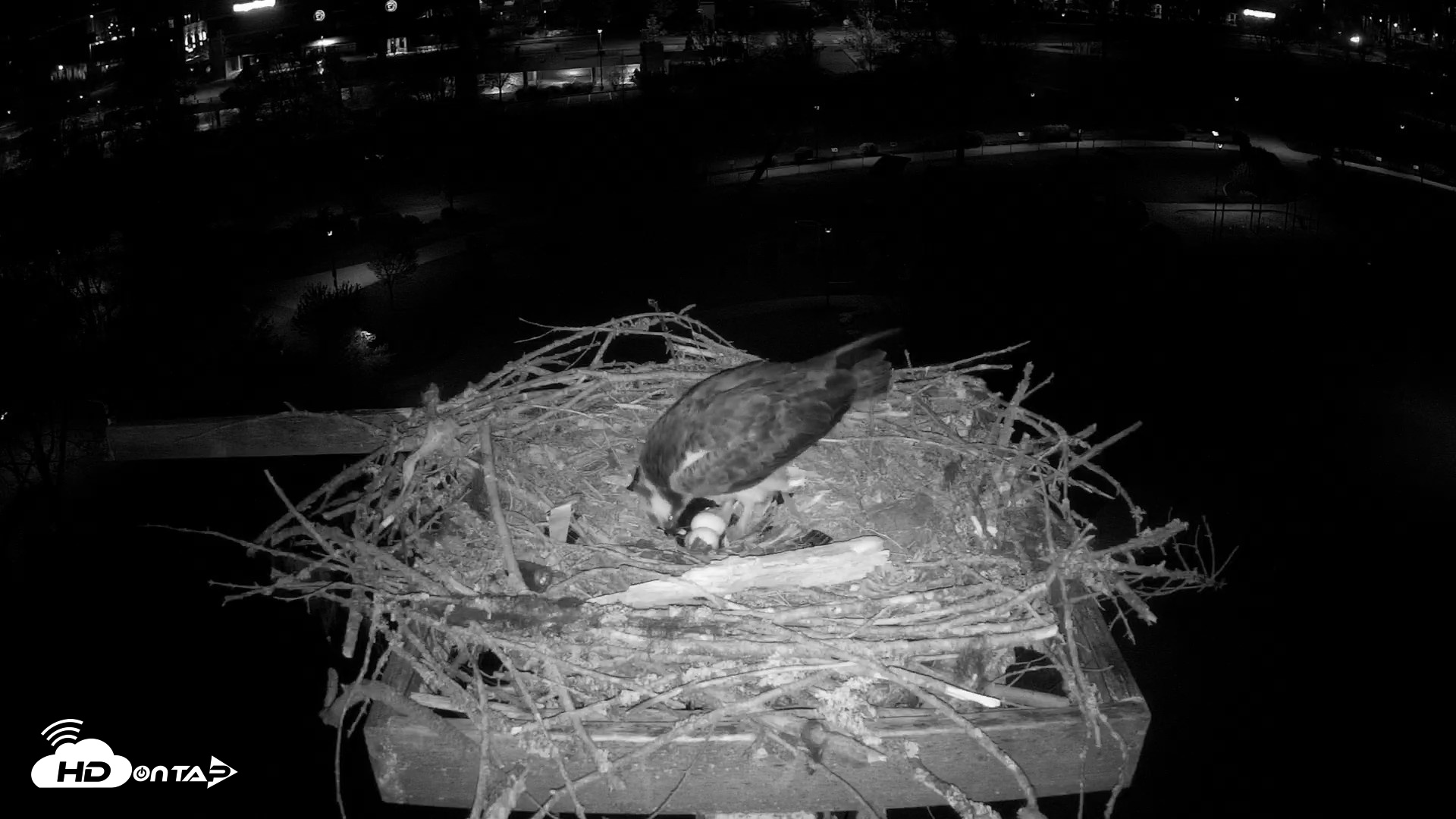 Snapshot of Coeur d'Alene Idaho Osprey Nest Live Cam taken Apr 21, 2026, 3:48am PDT