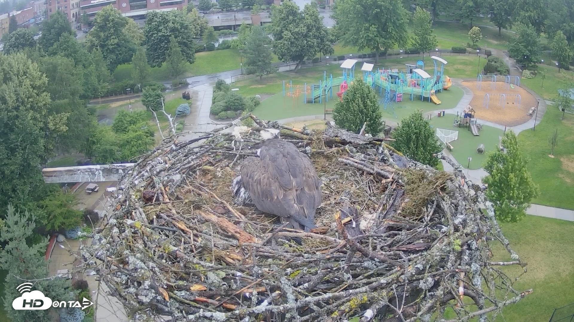 Snapshot of Coeur d'Alene Idaho Osprey Nest Live Cam taken Jun 28, 2026, 7:06pm PDT