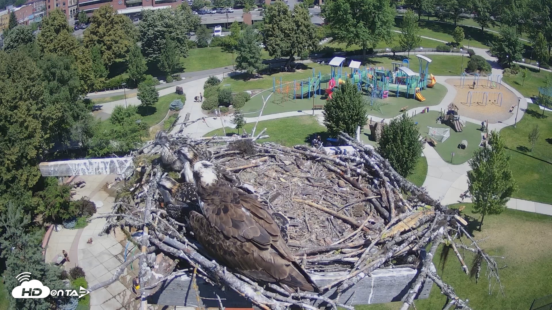 Snapshot of Coeur d'Alene South - Osprey Nest taken Jul 7, 2025, 11:35am PDT