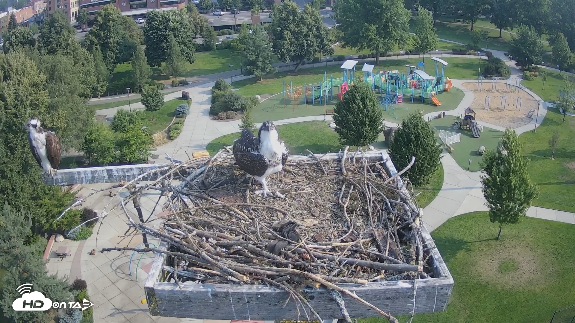 Snapshot of Coeur d'Alene Idaho Osprey Nest Live Cam taken Jul 27, 2026, 8:42am PDT