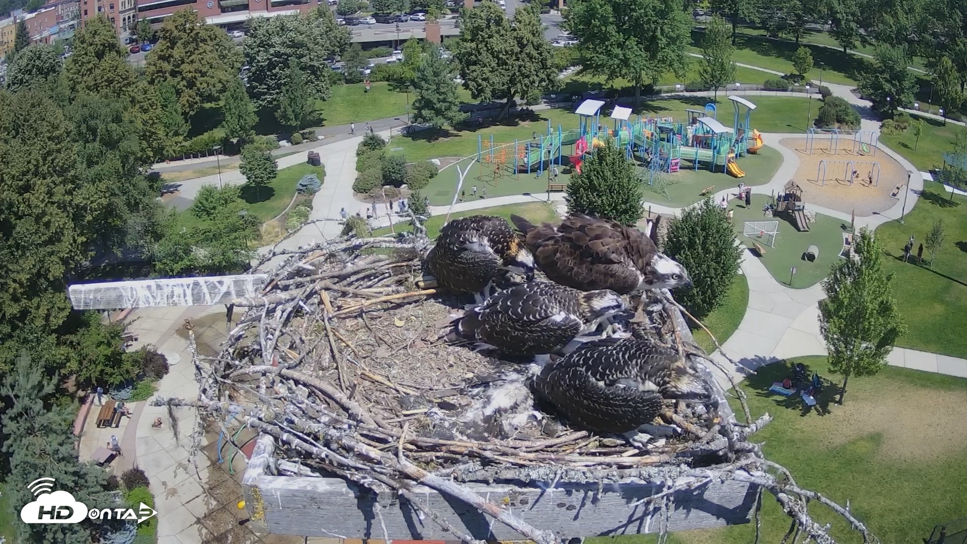 Snapshot of Coeur d'Alene South - Osprey Nest taken Jul 18, 2025, 11:46am PDT