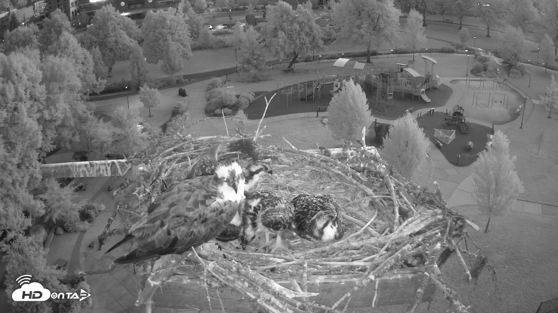 Snapshot of Coeur d'Alene South - Osprey Nest taken Jul 9, 2025, 4:31am PDT