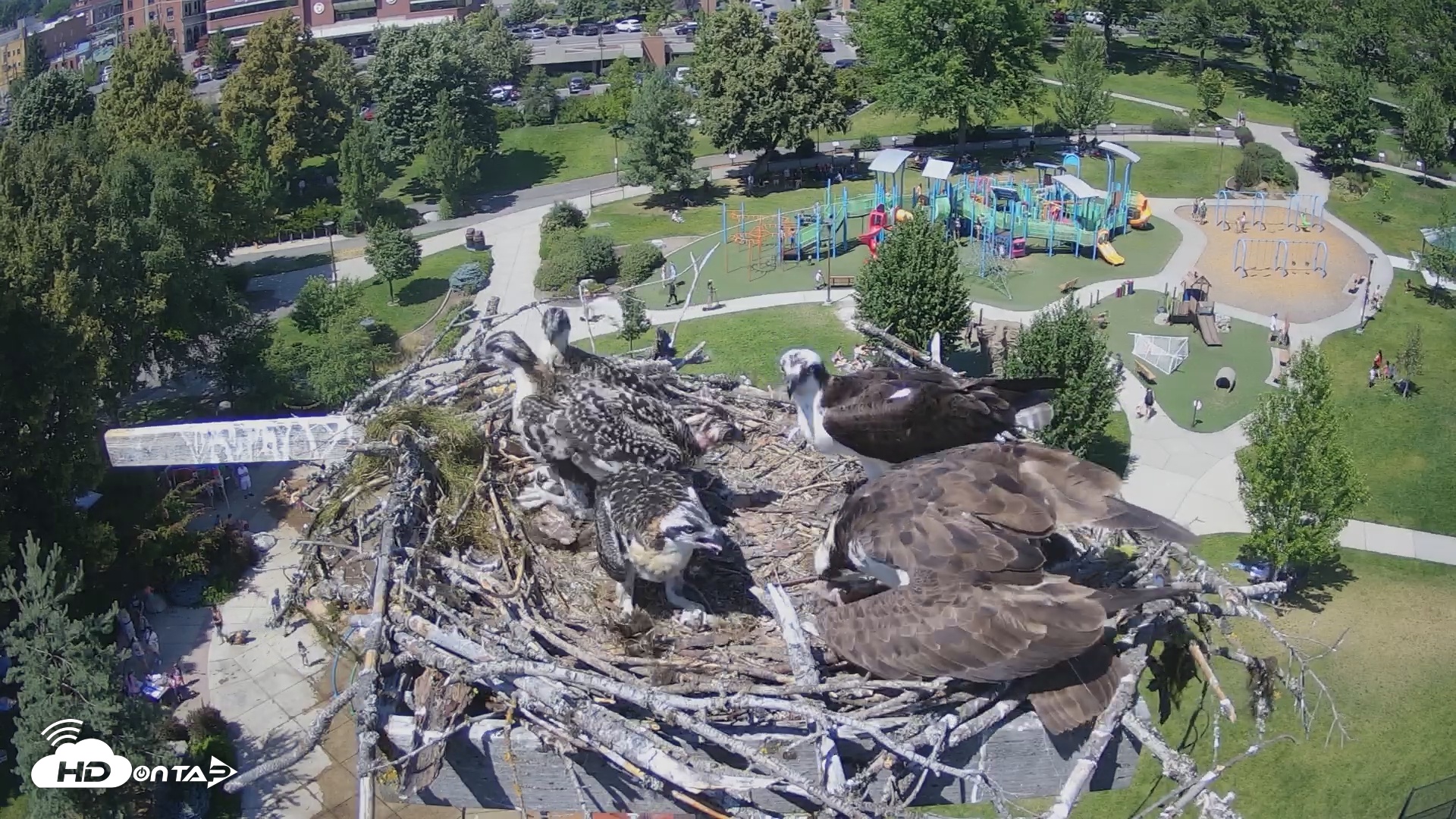 Snapshot of Coeur d'Alene South - Osprey Nest taken Jul 6, 2025, 2:33pm PDT